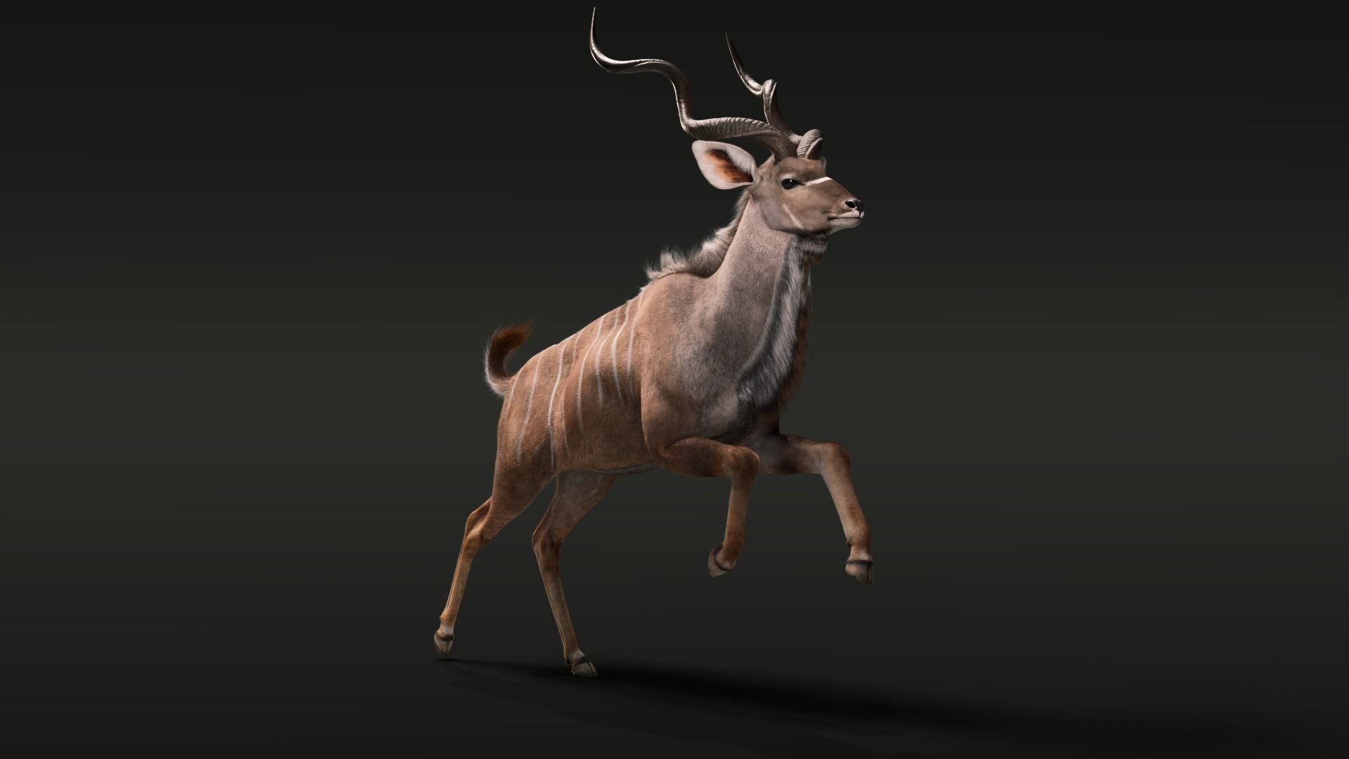 Greater Kudu Male Animated 3D model_5
