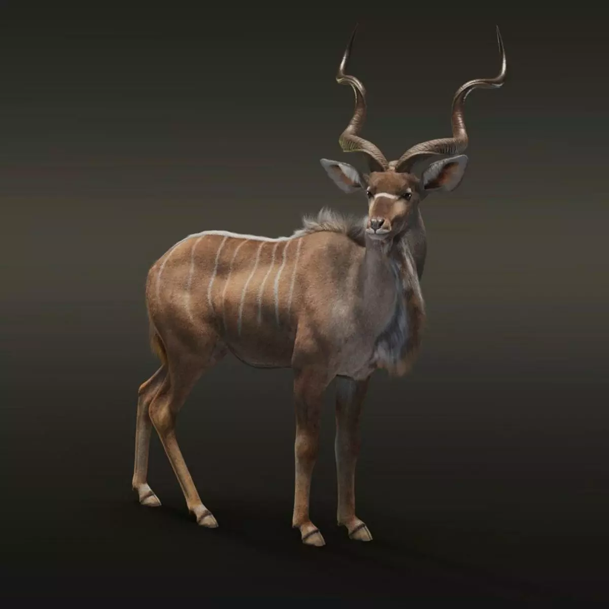Greater Kudu Male Animated 3D model_0