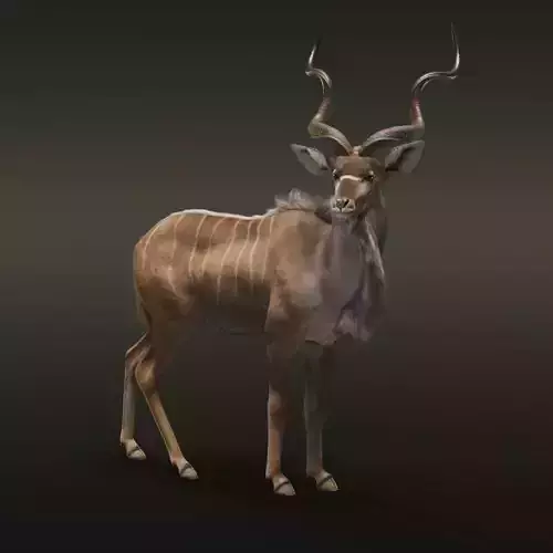 Greater Kudu Male Animated 3D model