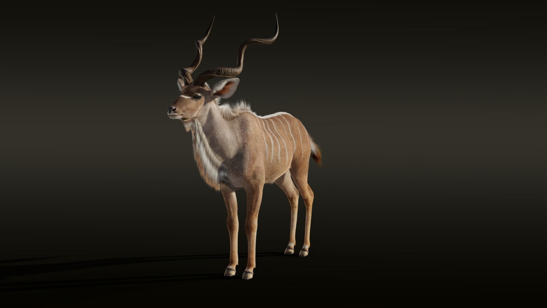 Greater Kudu Male Animated 3D model_14