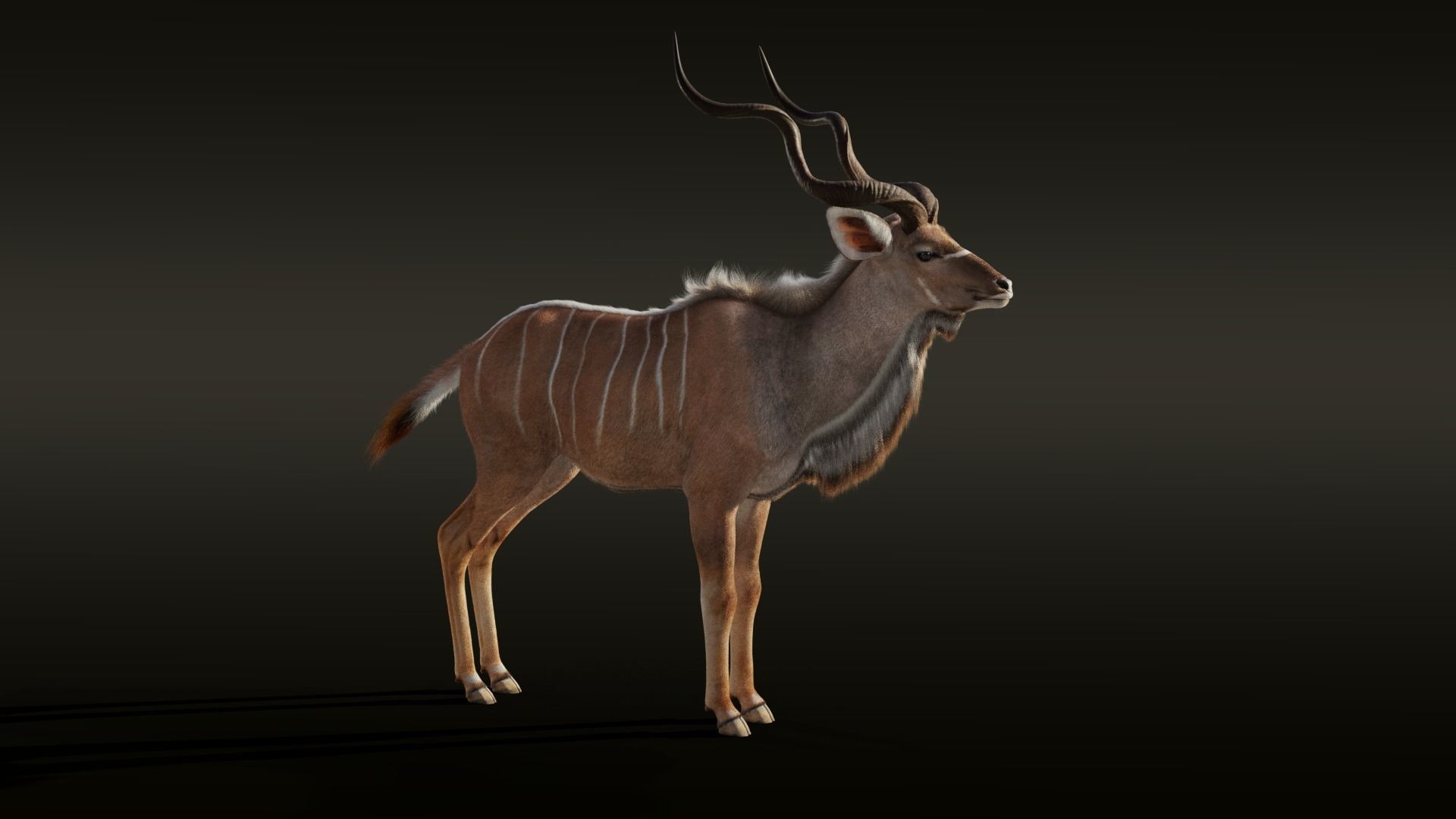 Greater Kudu Male Animated 3D model_6