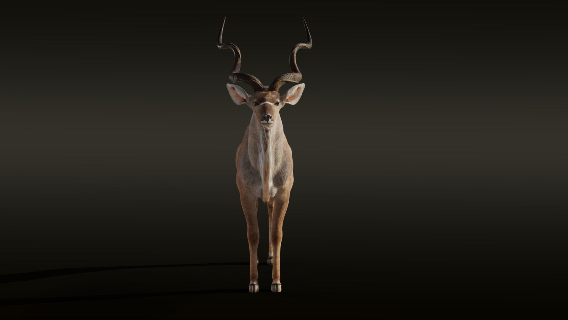 Greater Kudu Male Animated 3D model_15