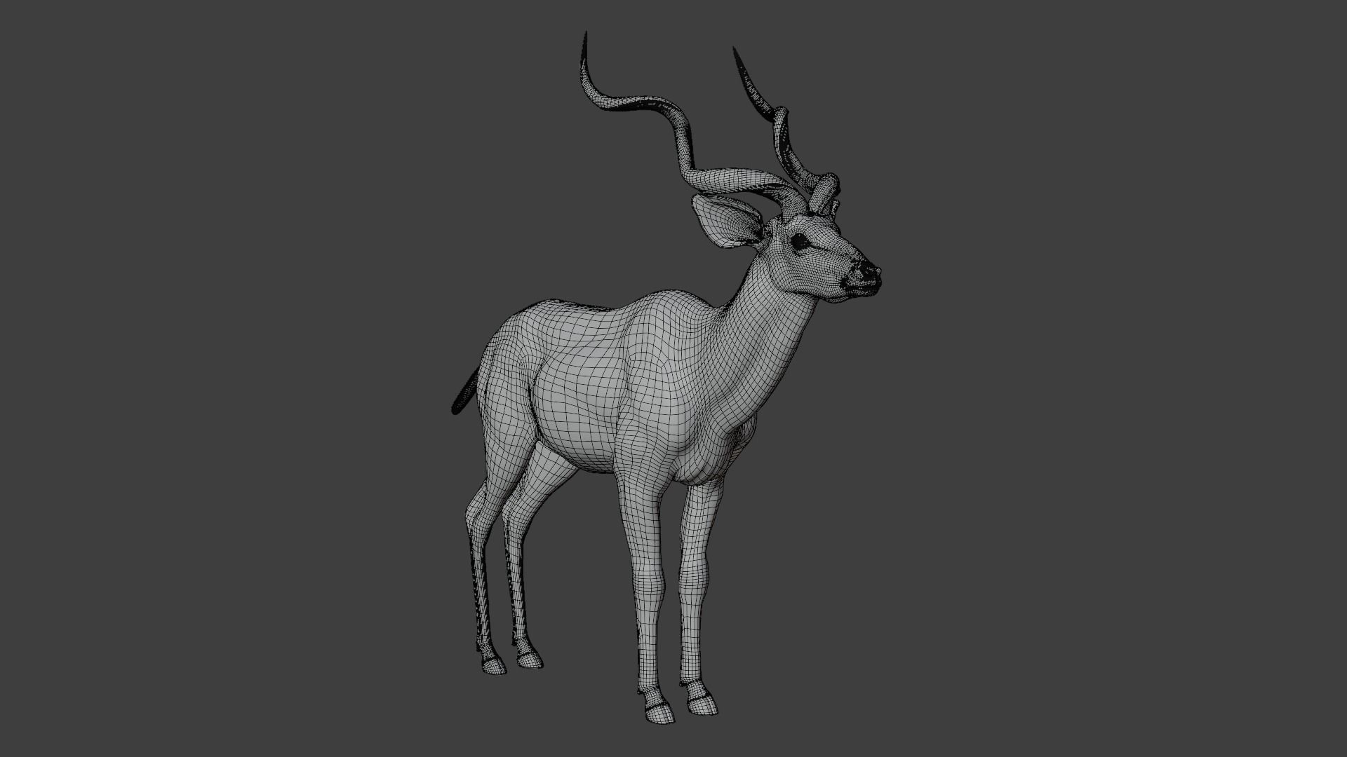 Greater Kudu Male Animated 3D model_24
