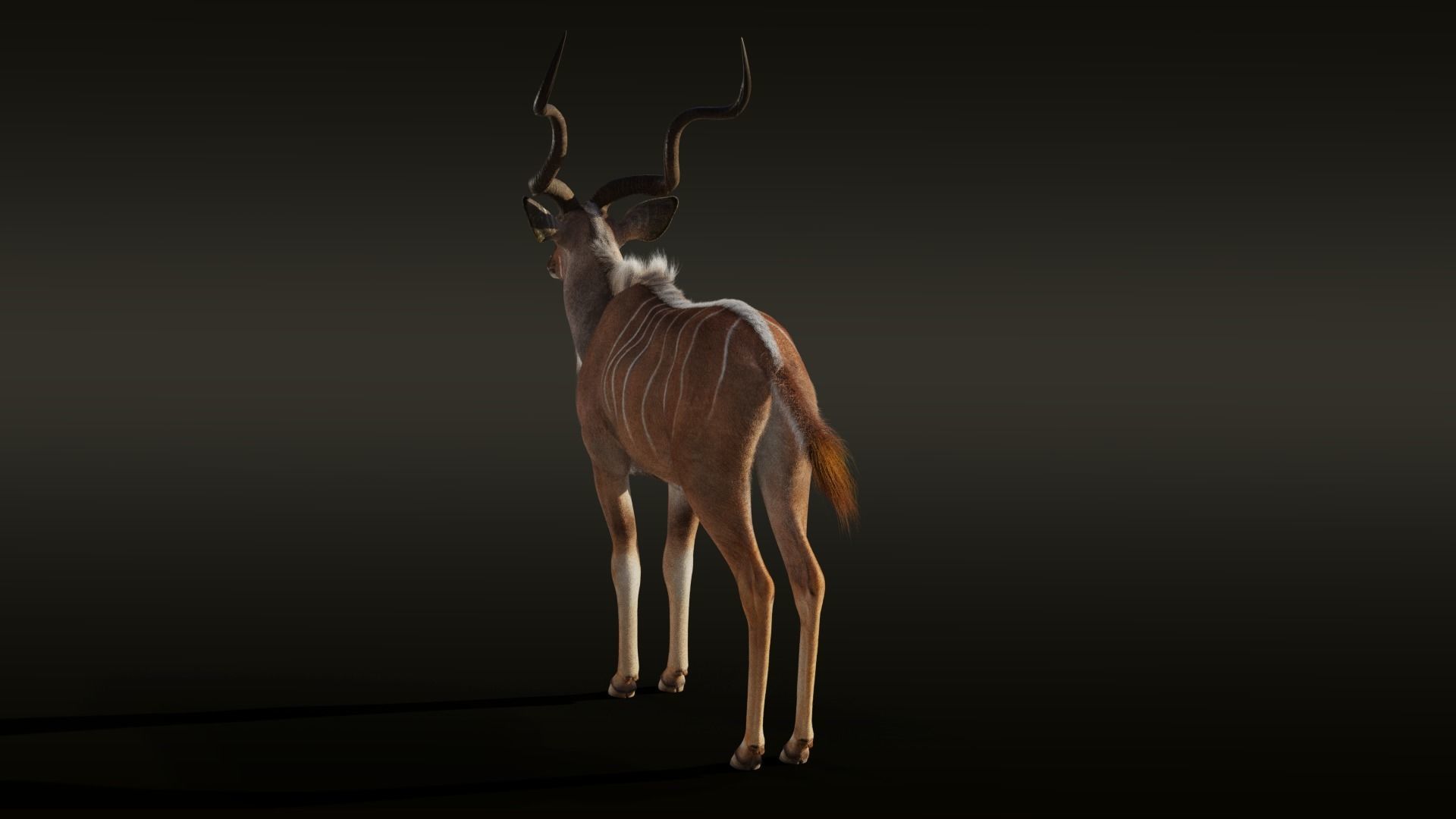 Greater Kudu Male Animated 3D model_11