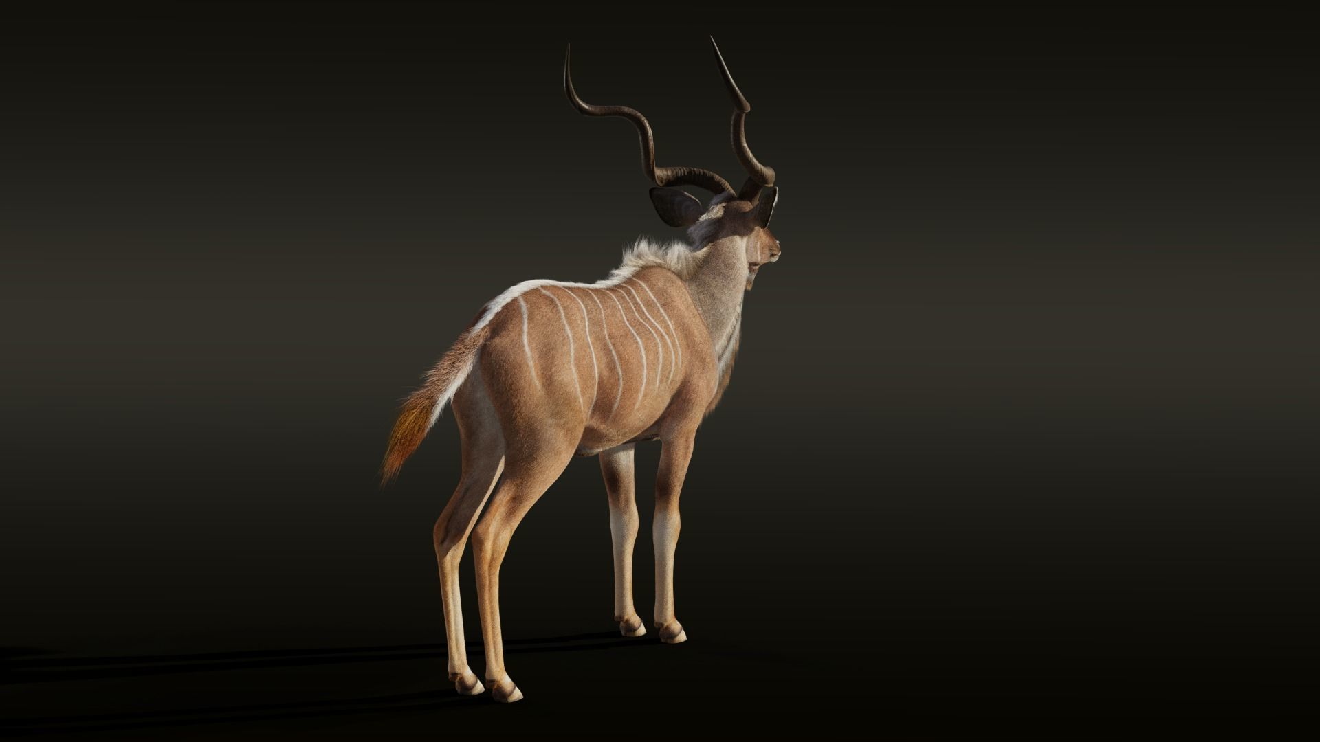 Greater Kudu Male Animated 3D model_9