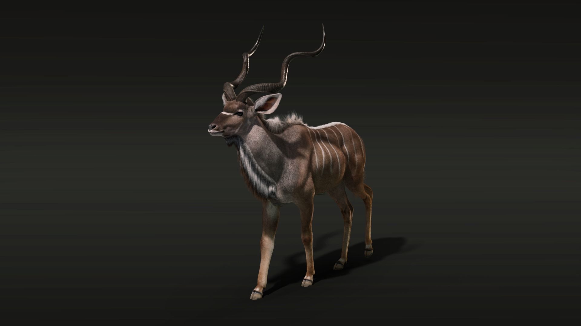 Greater Kudu Male Animated 3D model_16