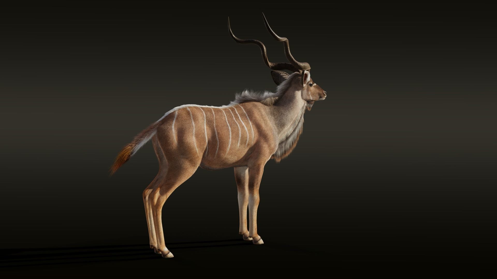 Greater Kudu Male Animated 3D model_8
