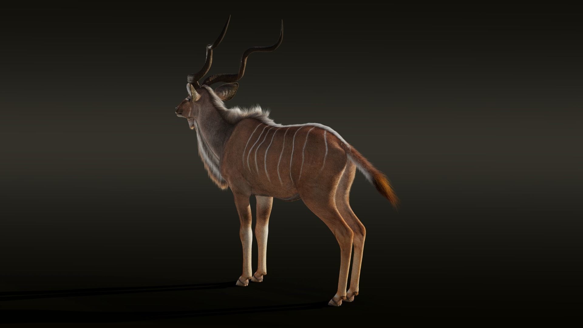 Greater Kudu Male Animated 3D model_12
