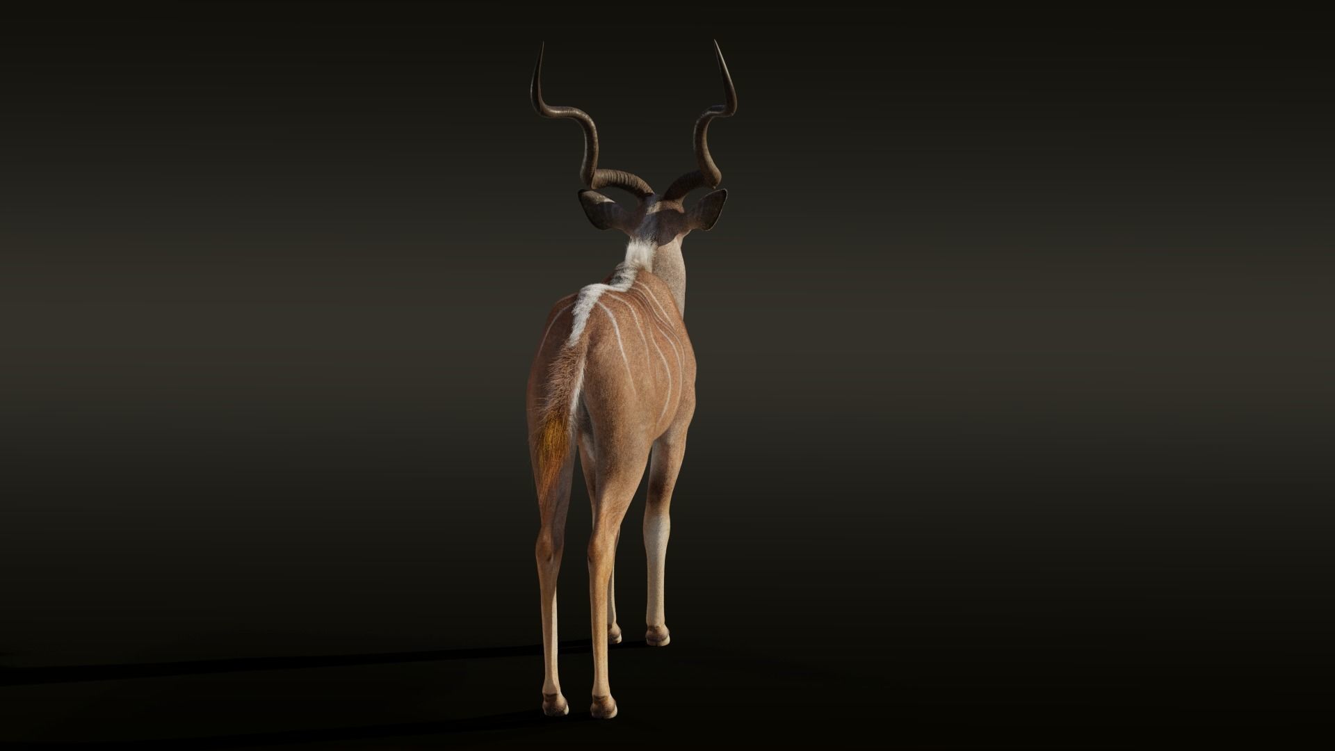 Greater Kudu Male Animated 3D model_10