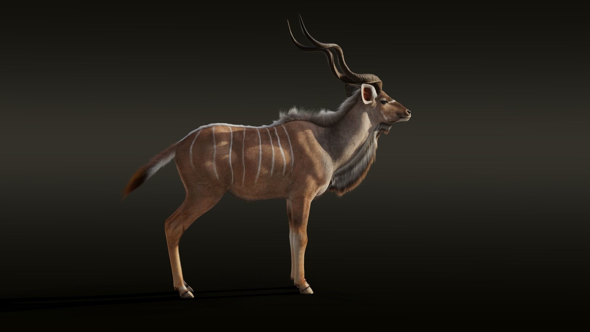 Greater Kudu Male Animated 3D model_7