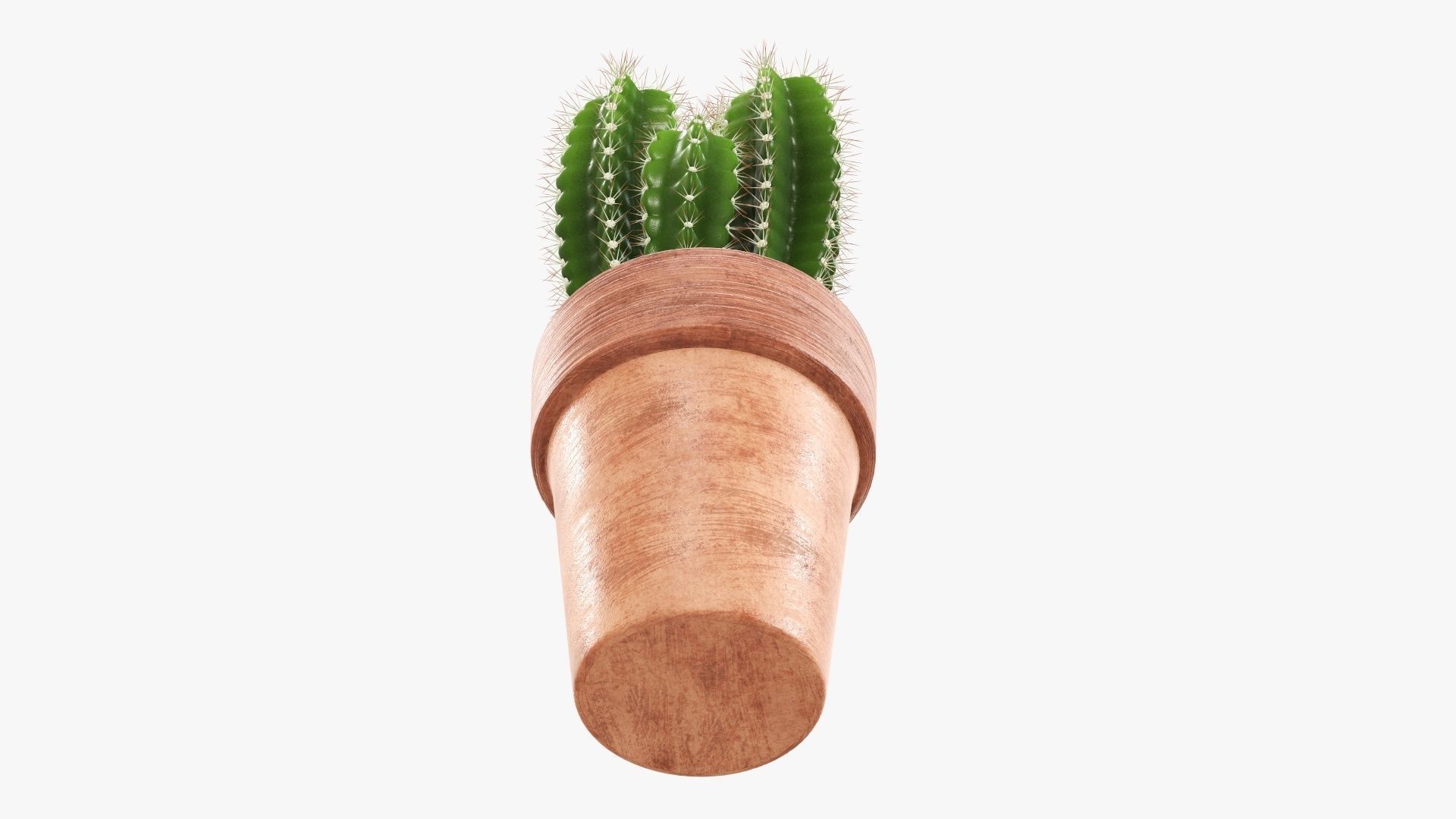 Cactus in planter pot 01 3D model_4