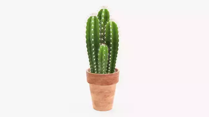 Cactus in planter pot 01 3D model