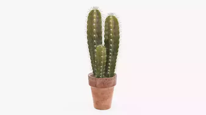 Cactus in planter pot 02