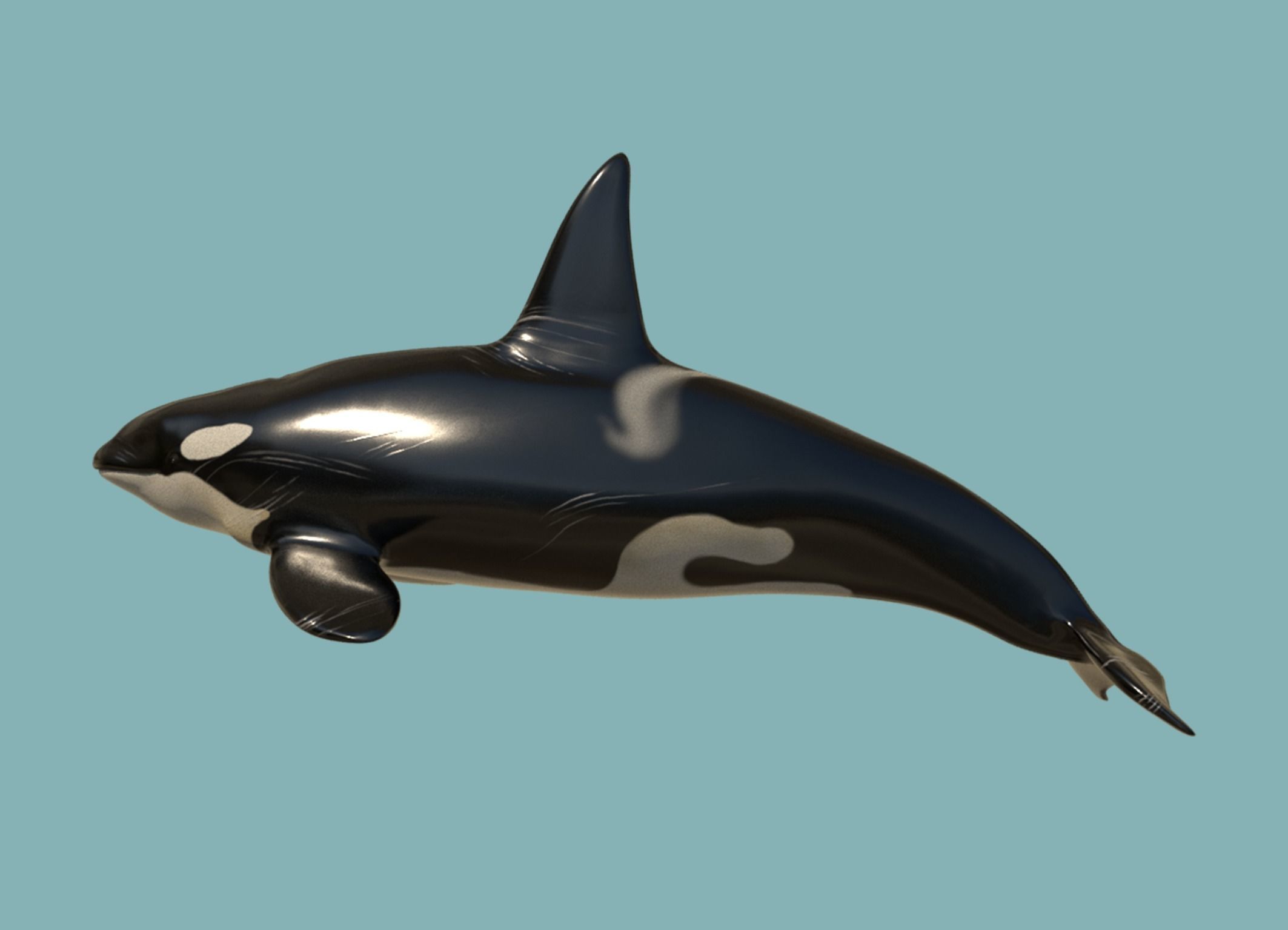 Killer whale Low-poly 3D model_5