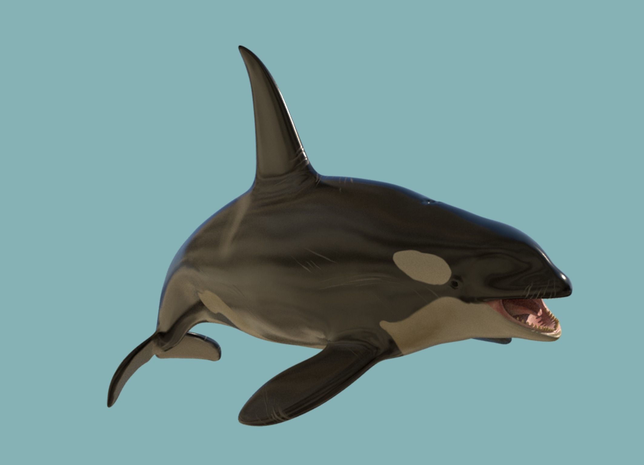 Killer whale Low-poly 3D model_9