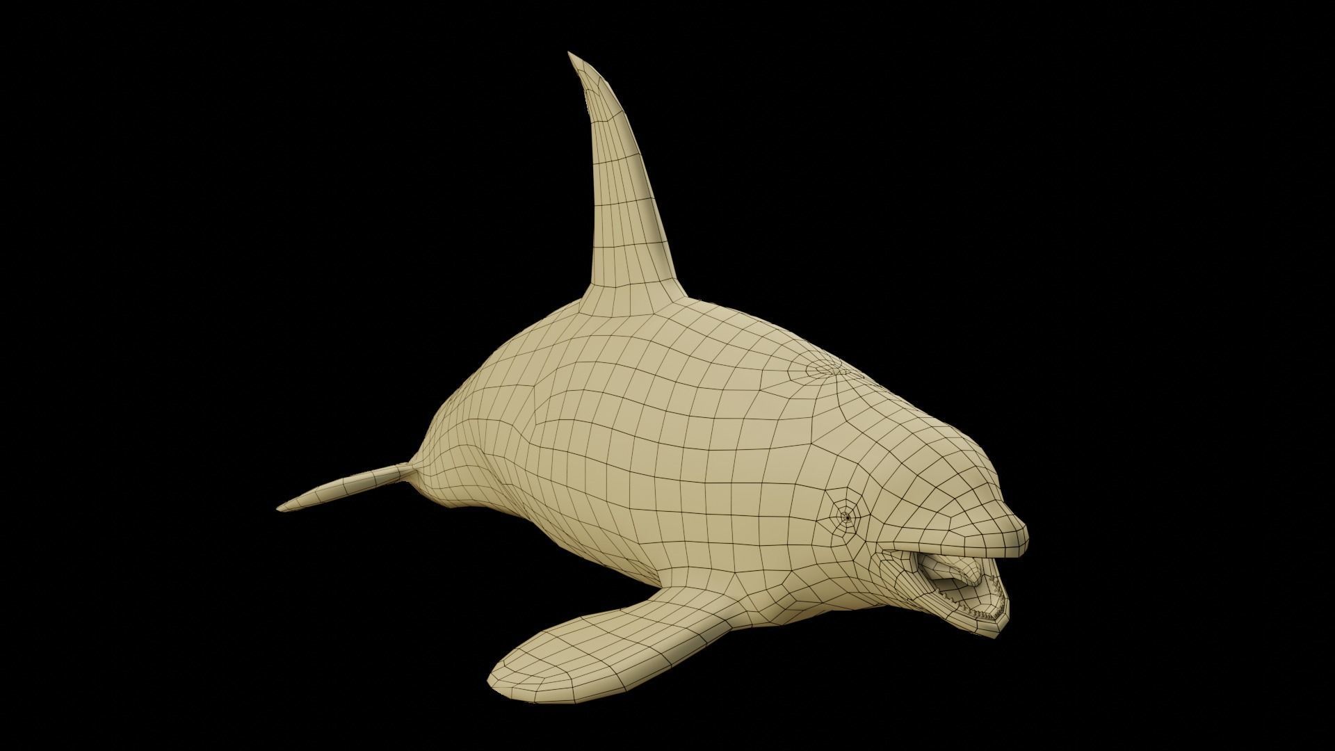 Killer whale Low-poly 3D model_17