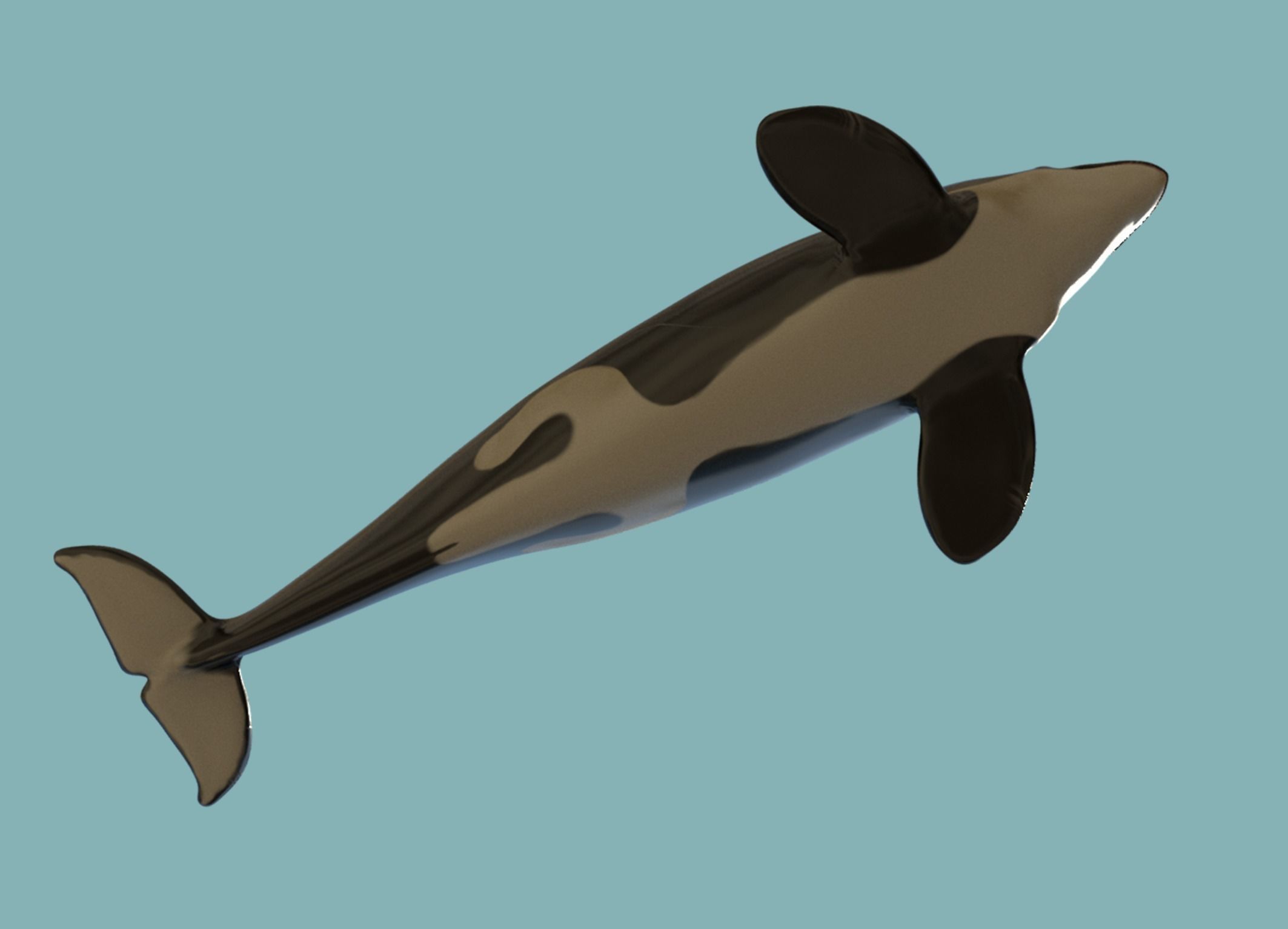 Killer whale Low-poly 3D model_8