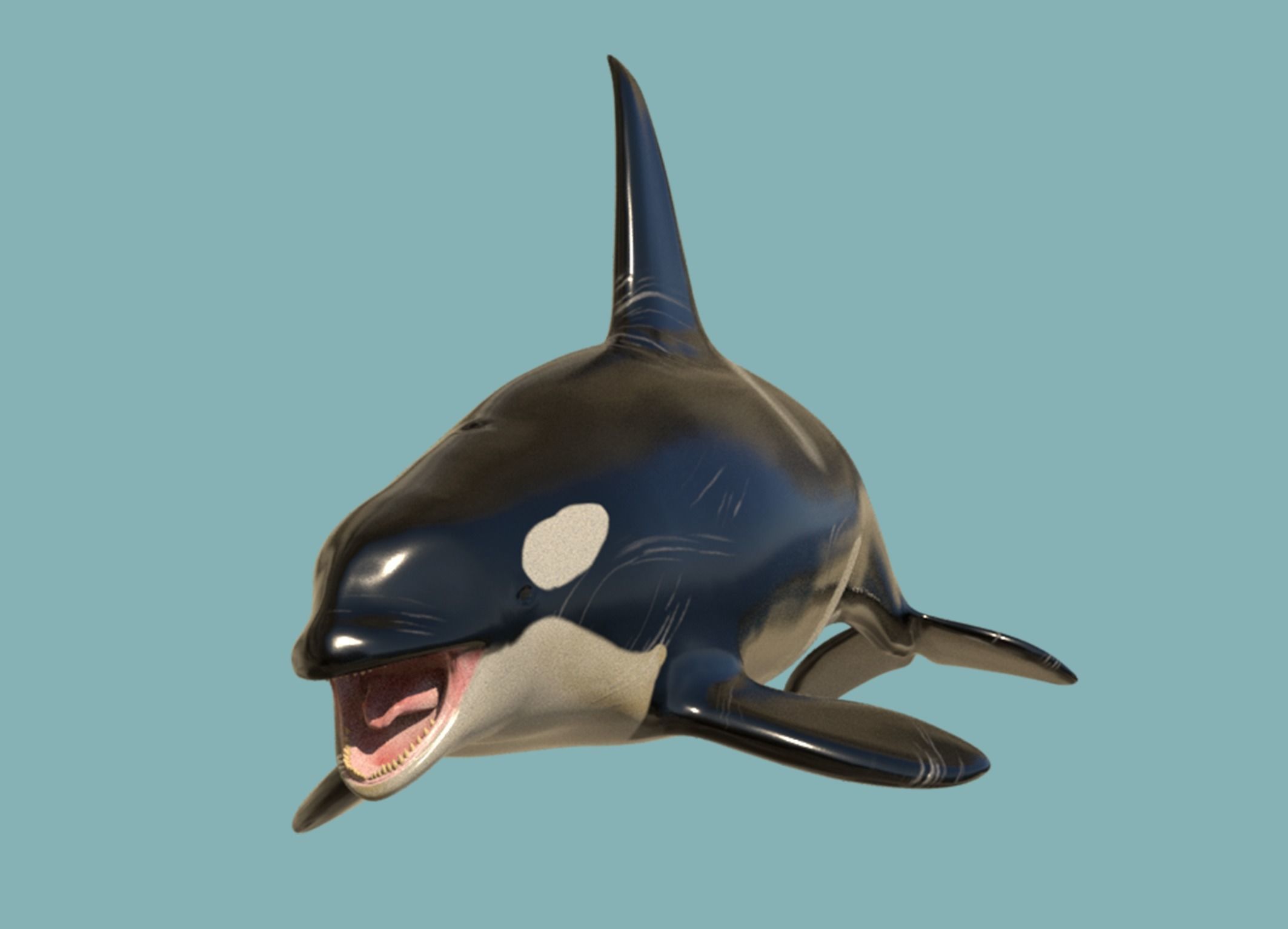 Killer whale Low-poly 3D model_2