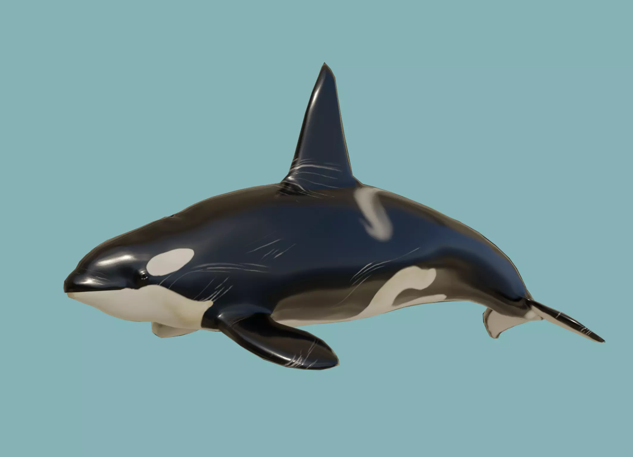 Killer whale Low-poly 3D model_0