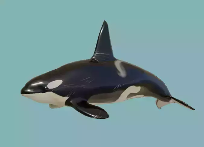 Killer whale Low-poly 3D model