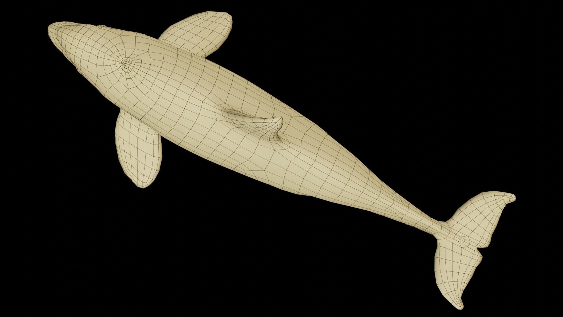 Killer whale Low-poly 3D model_18
