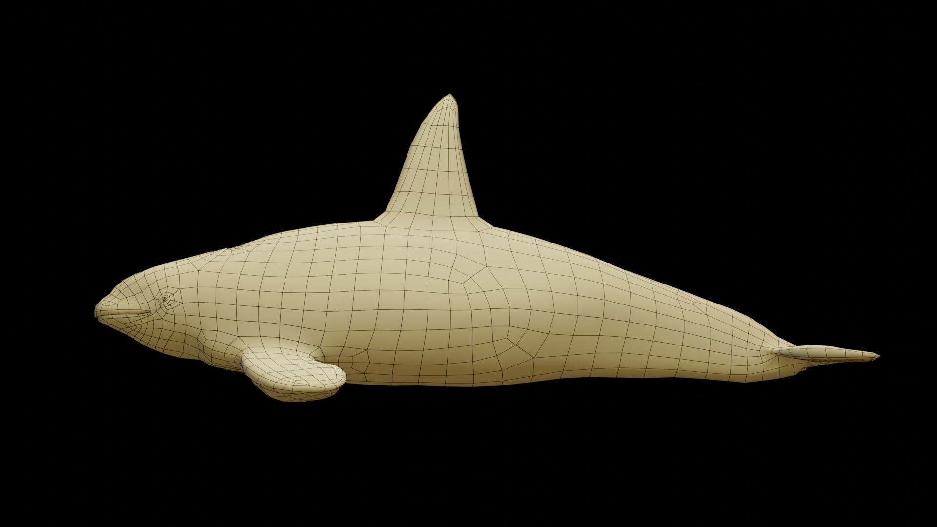 Killer whale Low-poly 3D model_13