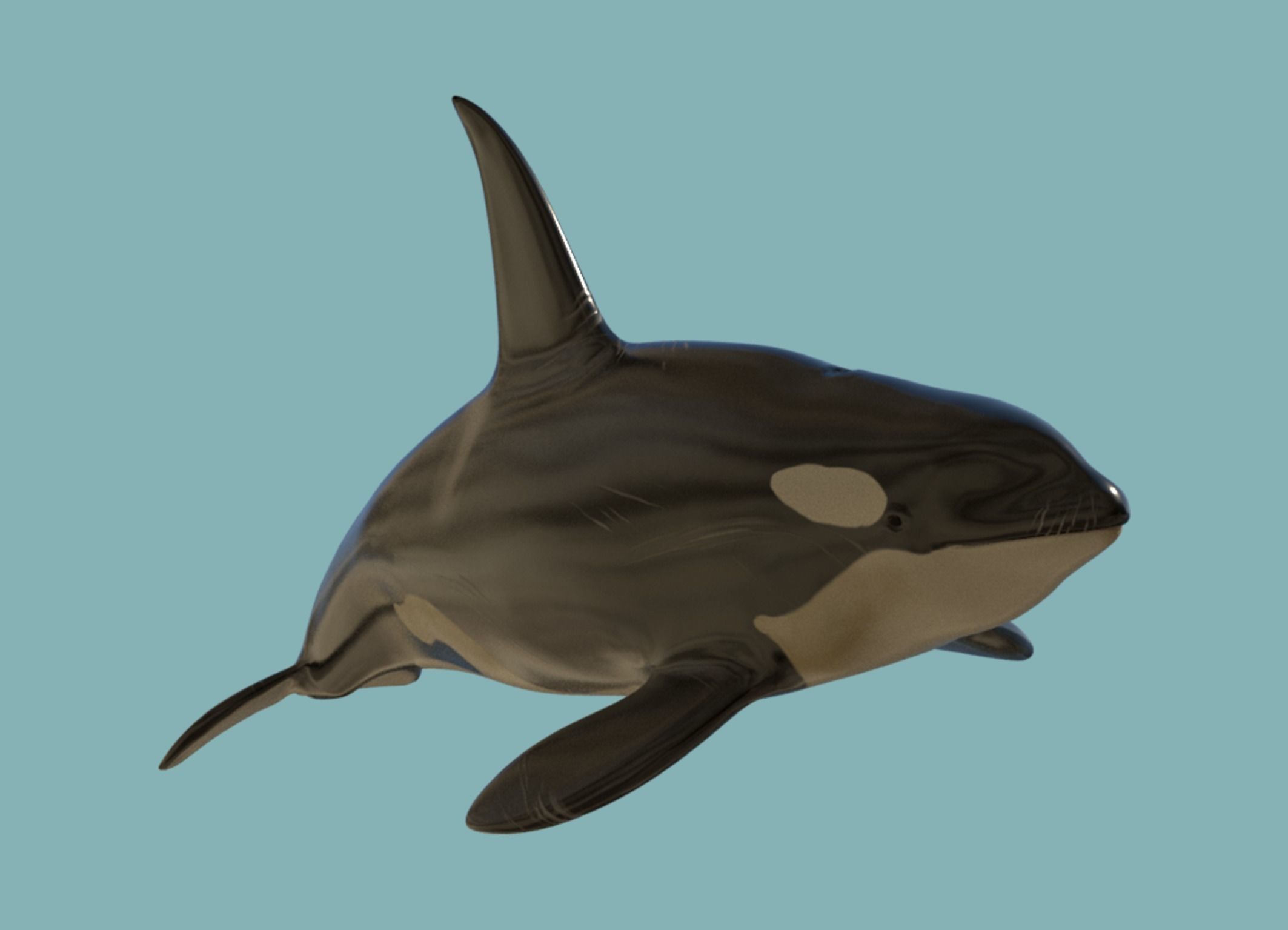 Killer whale Low-poly 3D model_3