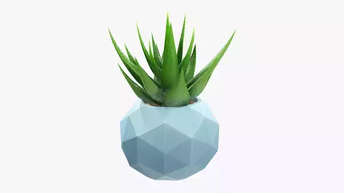 Succulent in planter pot 01 3D model