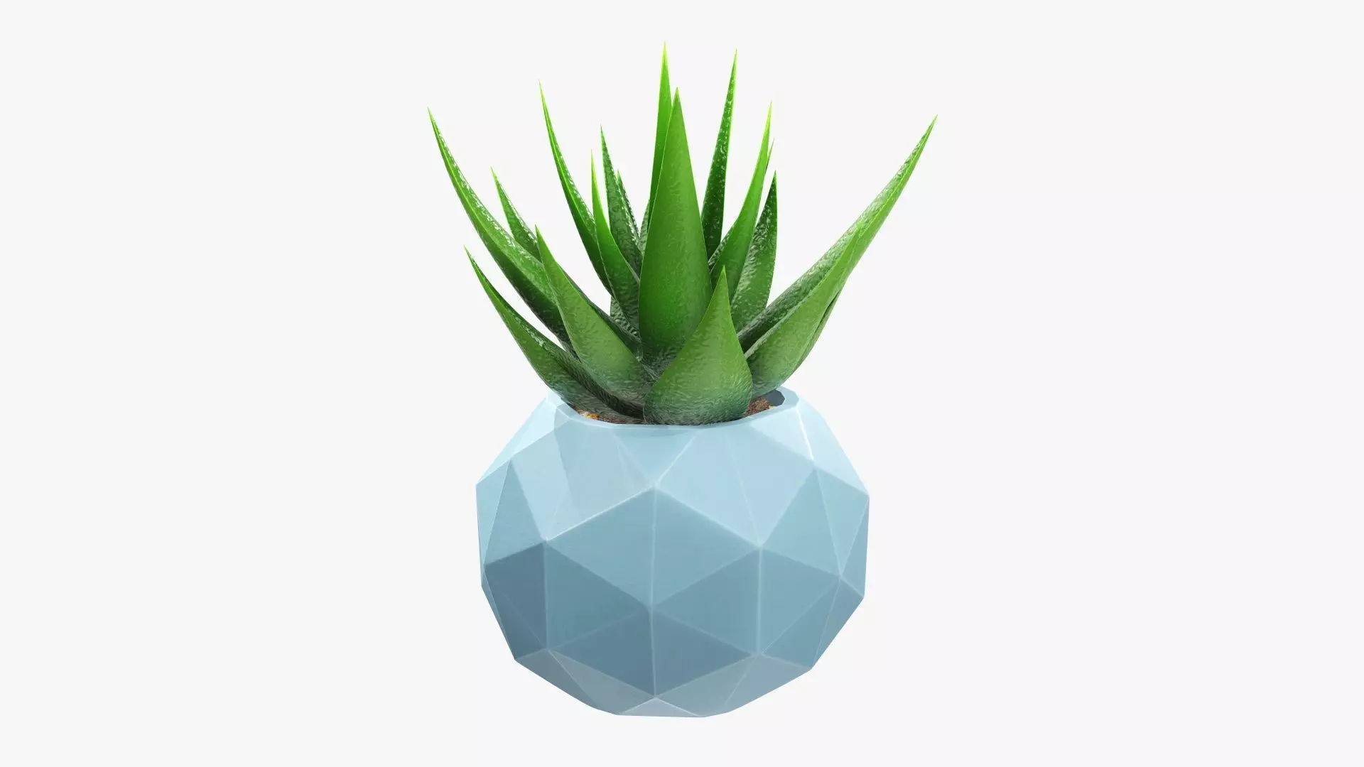 Succulent in planter pot 01 3D model