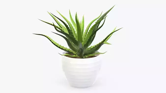 Succulent in planter pot 02 3D model