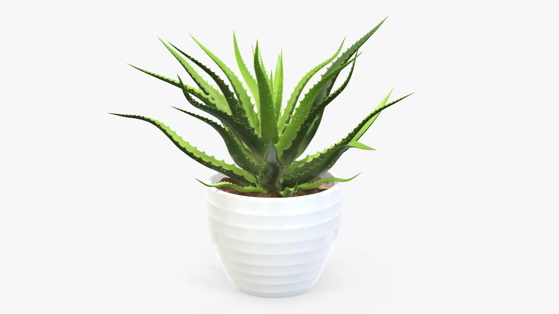 Succulent in planter pot 02 3D model