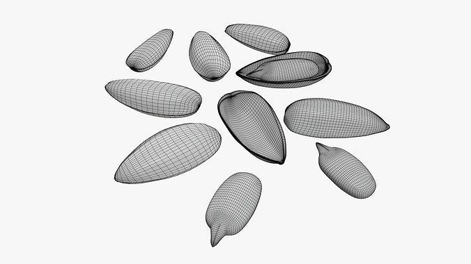 Seeds sunflower 03 3D model 7