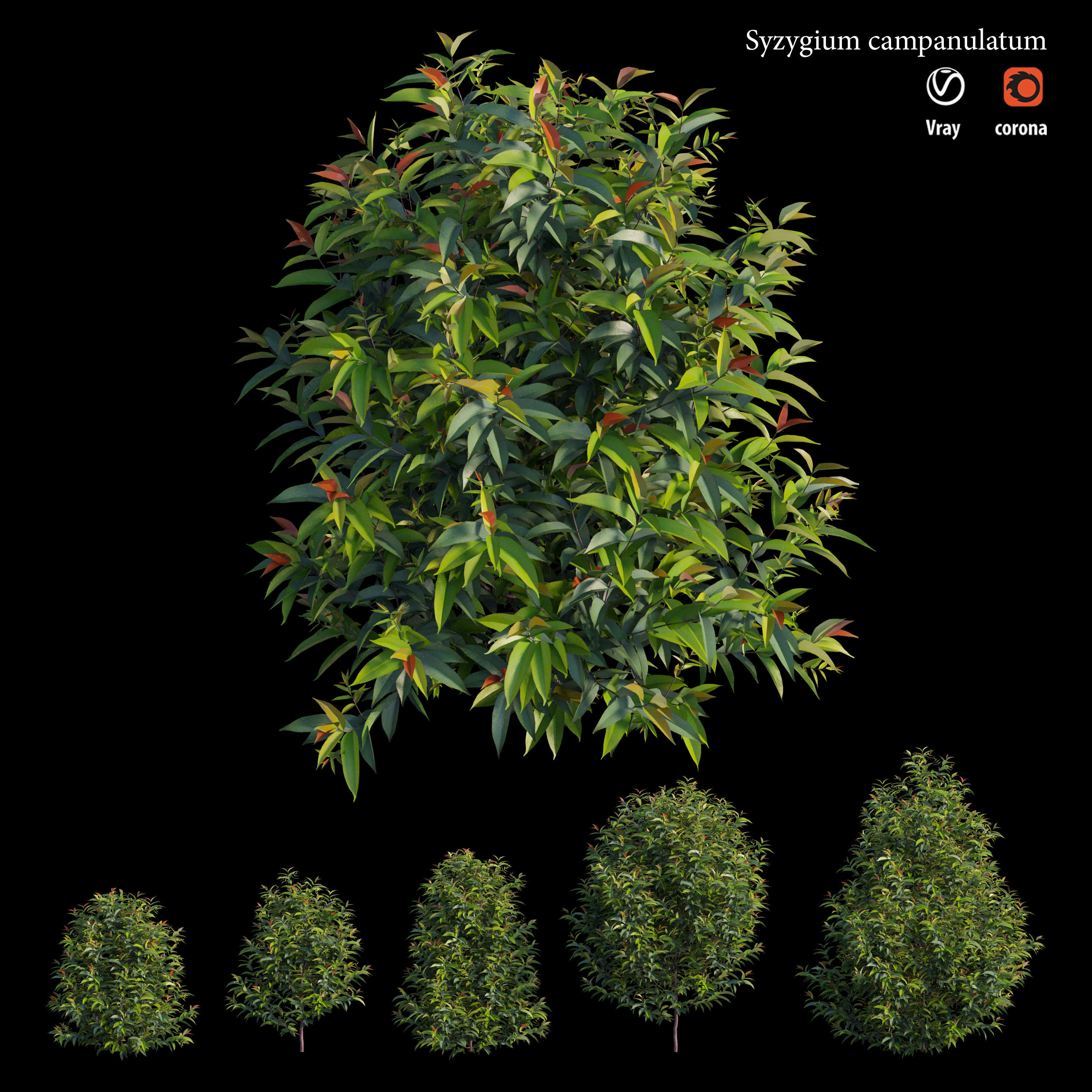 Syzygium campanulatum  3D model_3