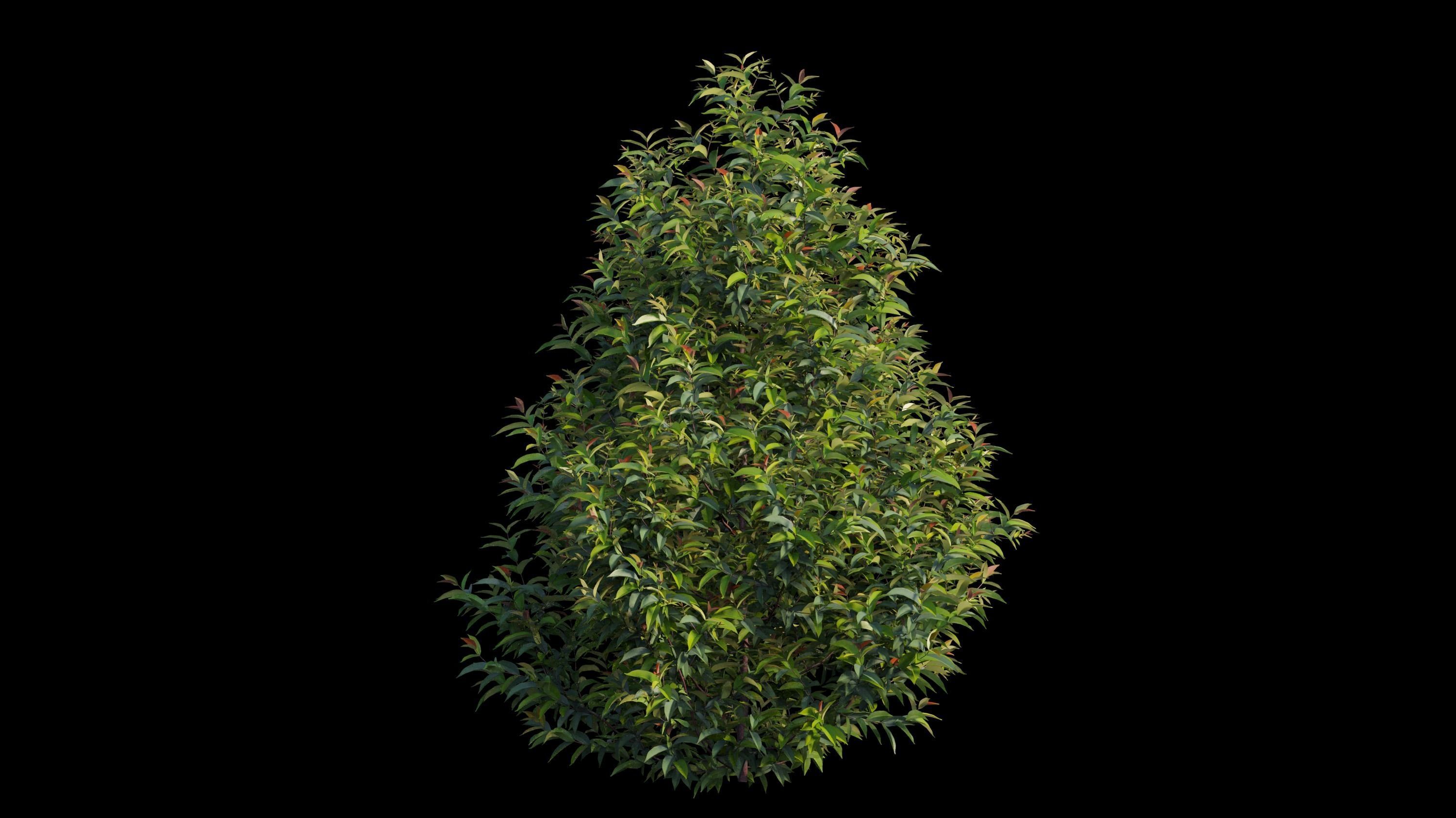 Syzygium campanulatum  3D model_12