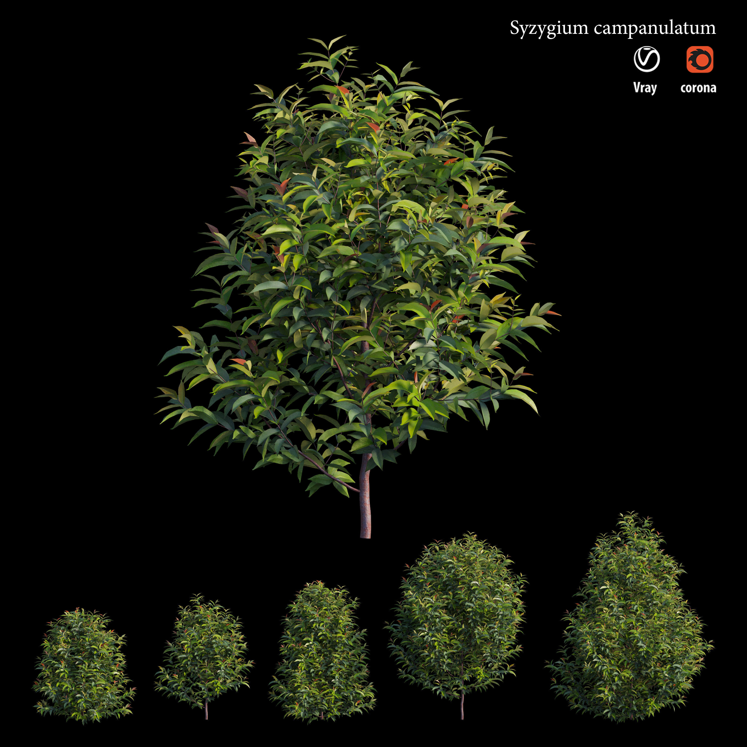 Syzygium campanulatum  3D model_1