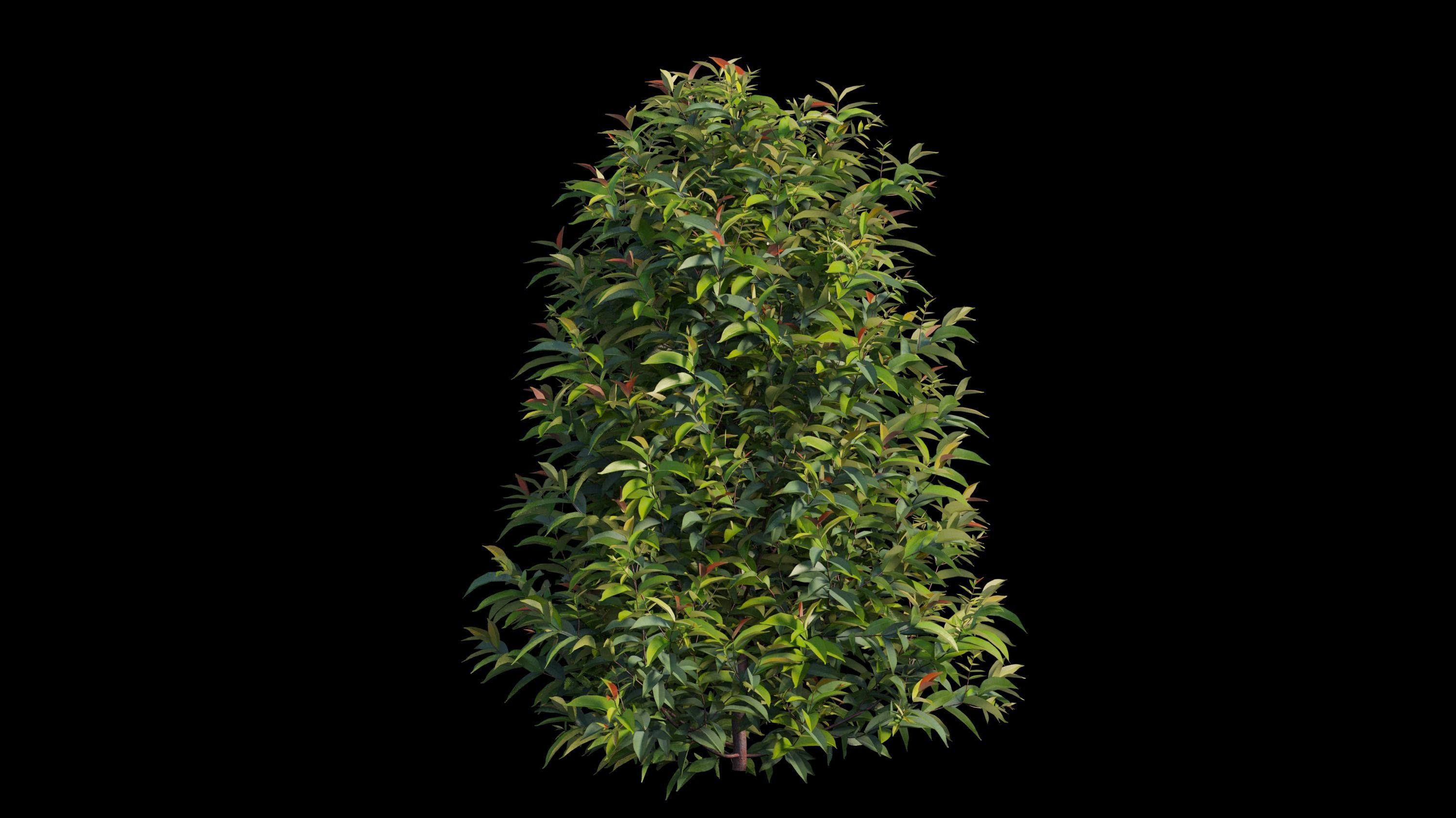 Syzygium campanulatum  3D model_13