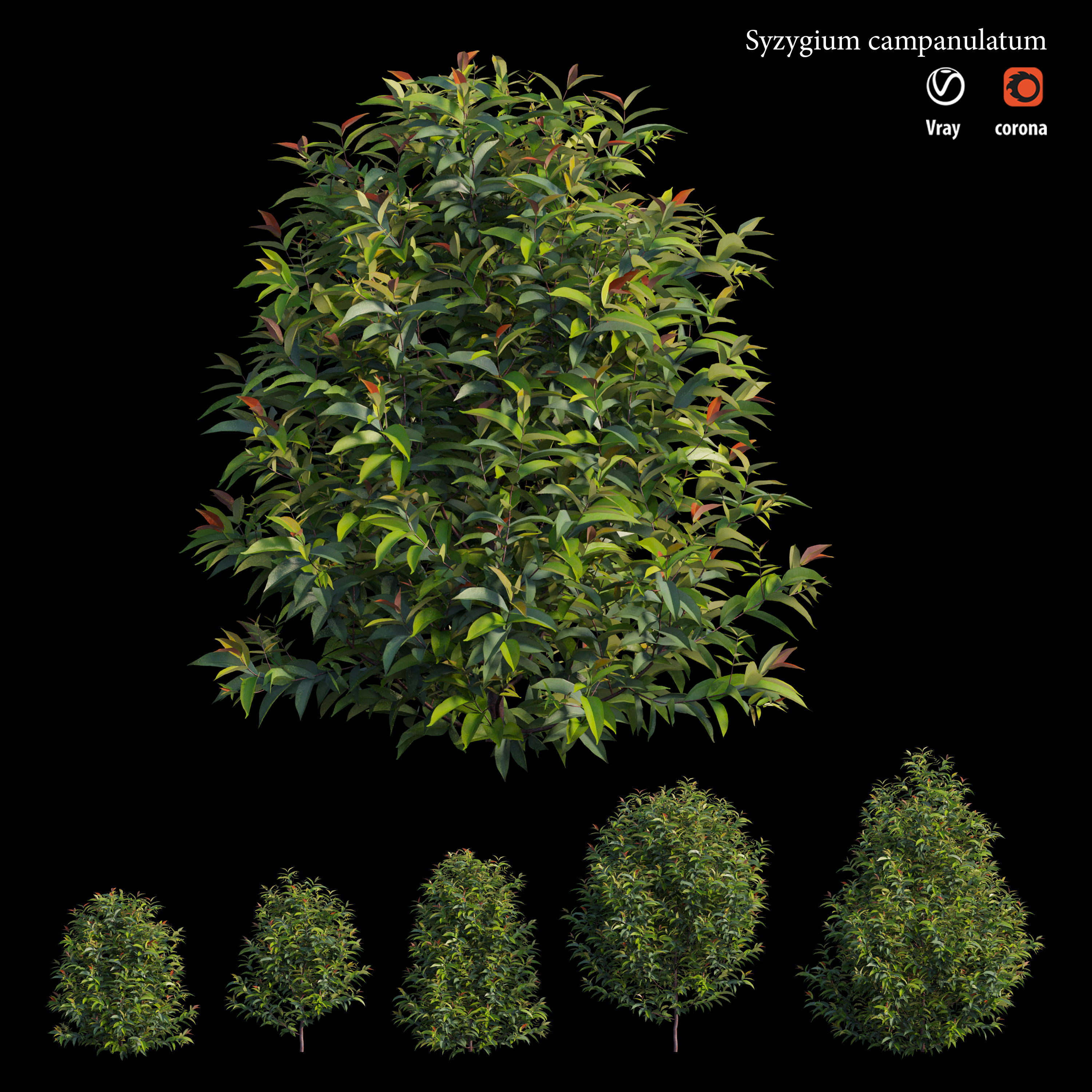 Syzygium campanulatum  3D model_2