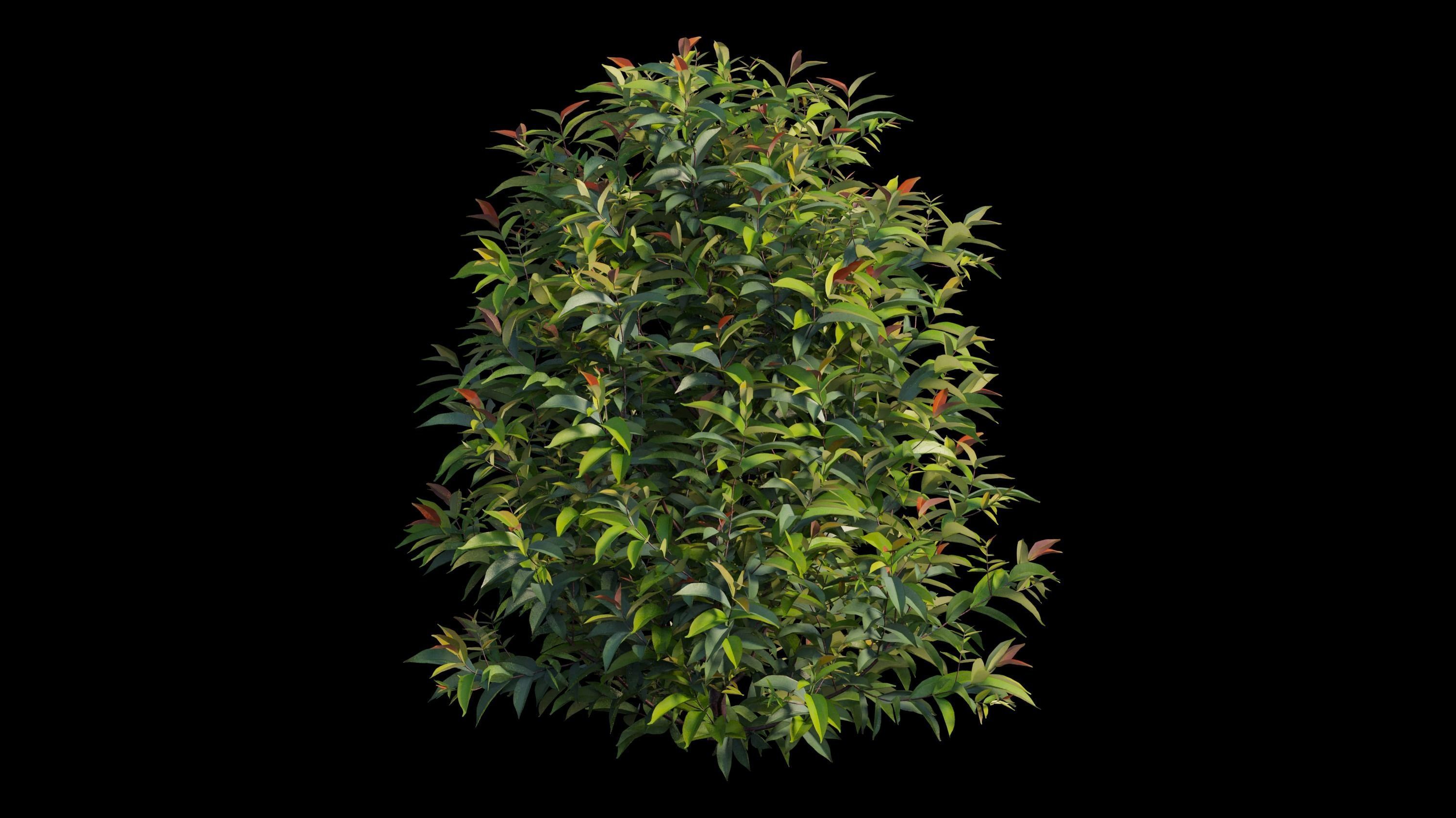 Syzygium campanulatum  3D model_11