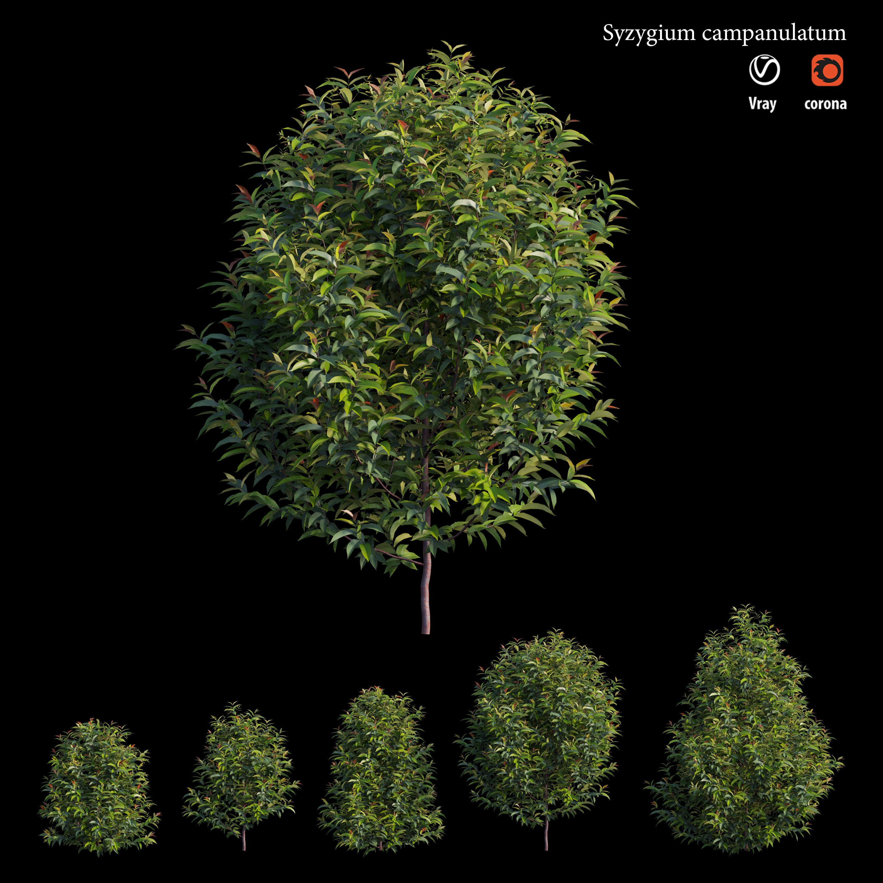 Syzygium campanulatum  3D model_5