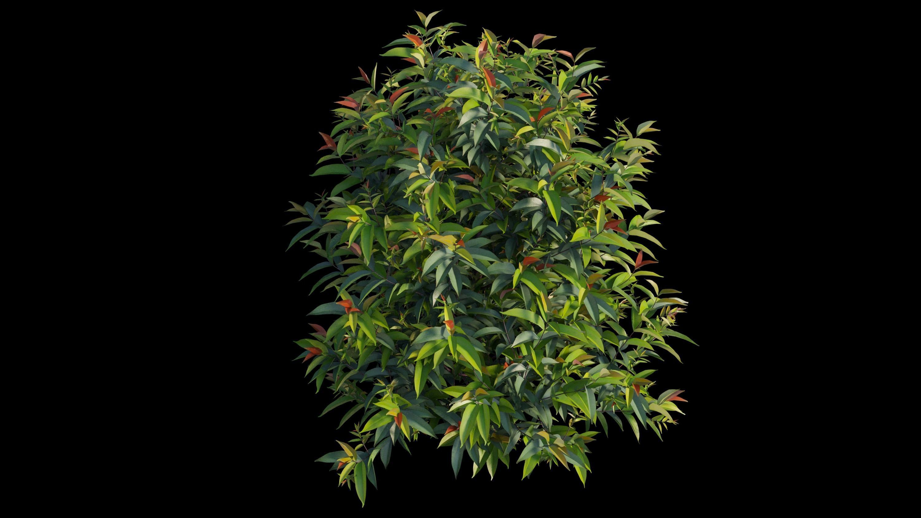 Syzygium campanulatum  3D model_7