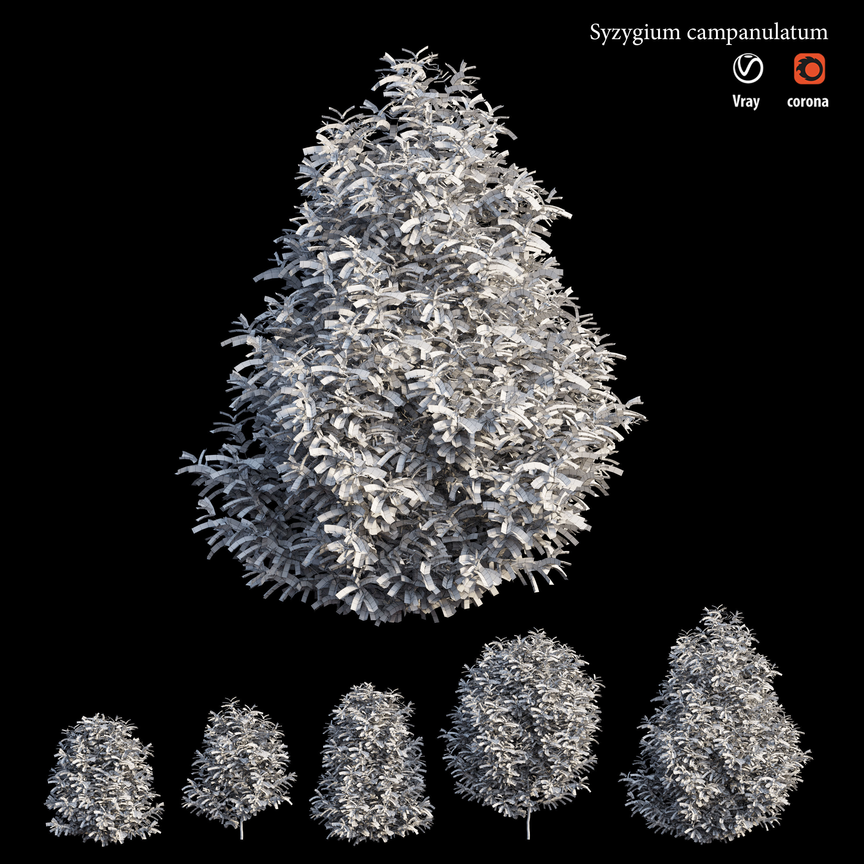 Syzygium campanulatum  3D model_6