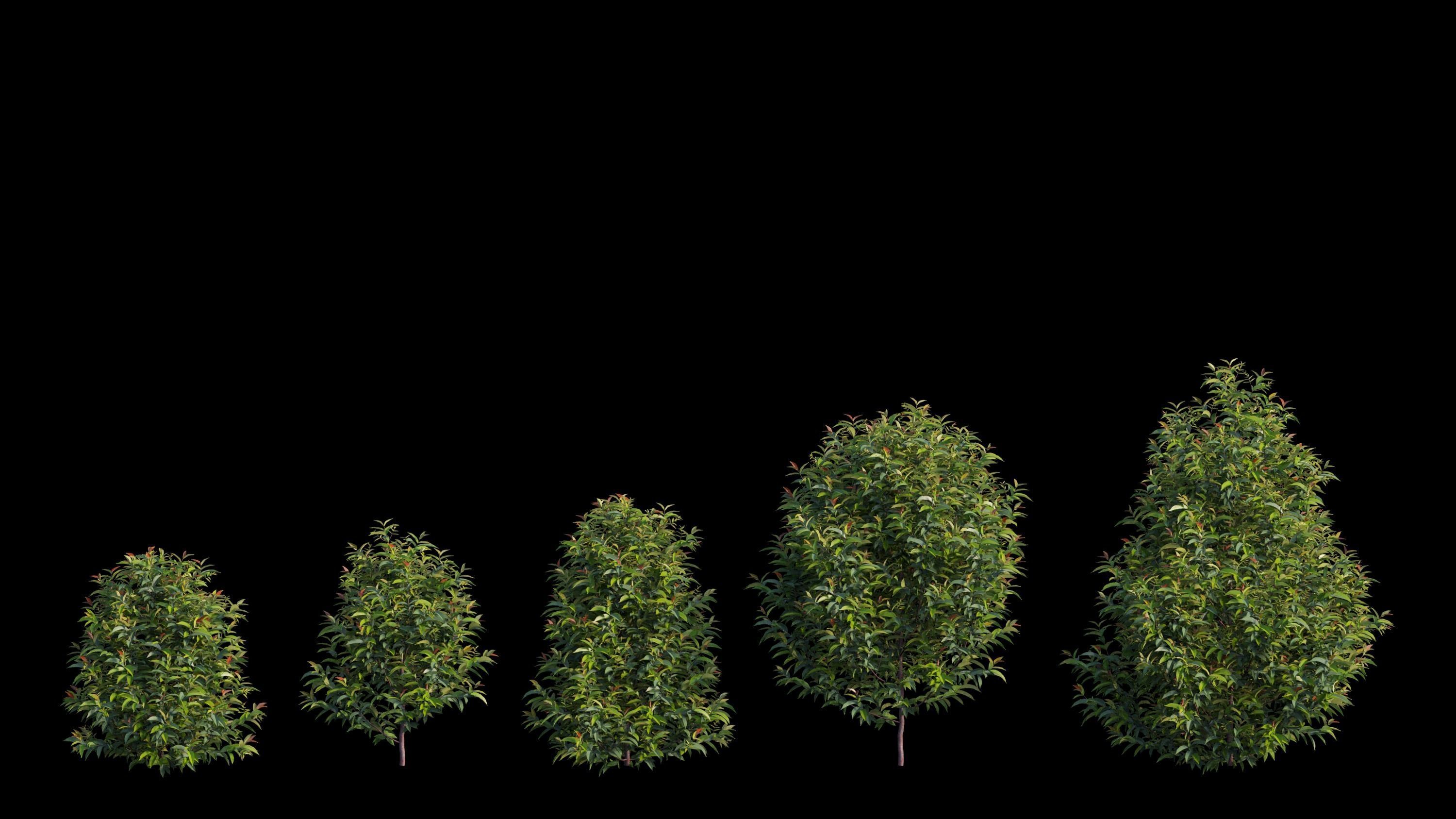 Syzygium campanulatum  3D model_8