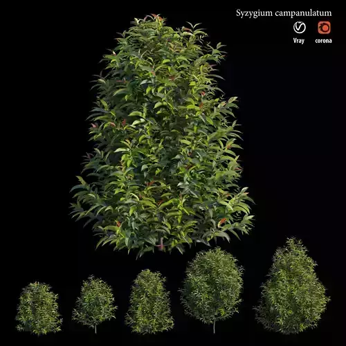 Syzygium campanulatum  3D model