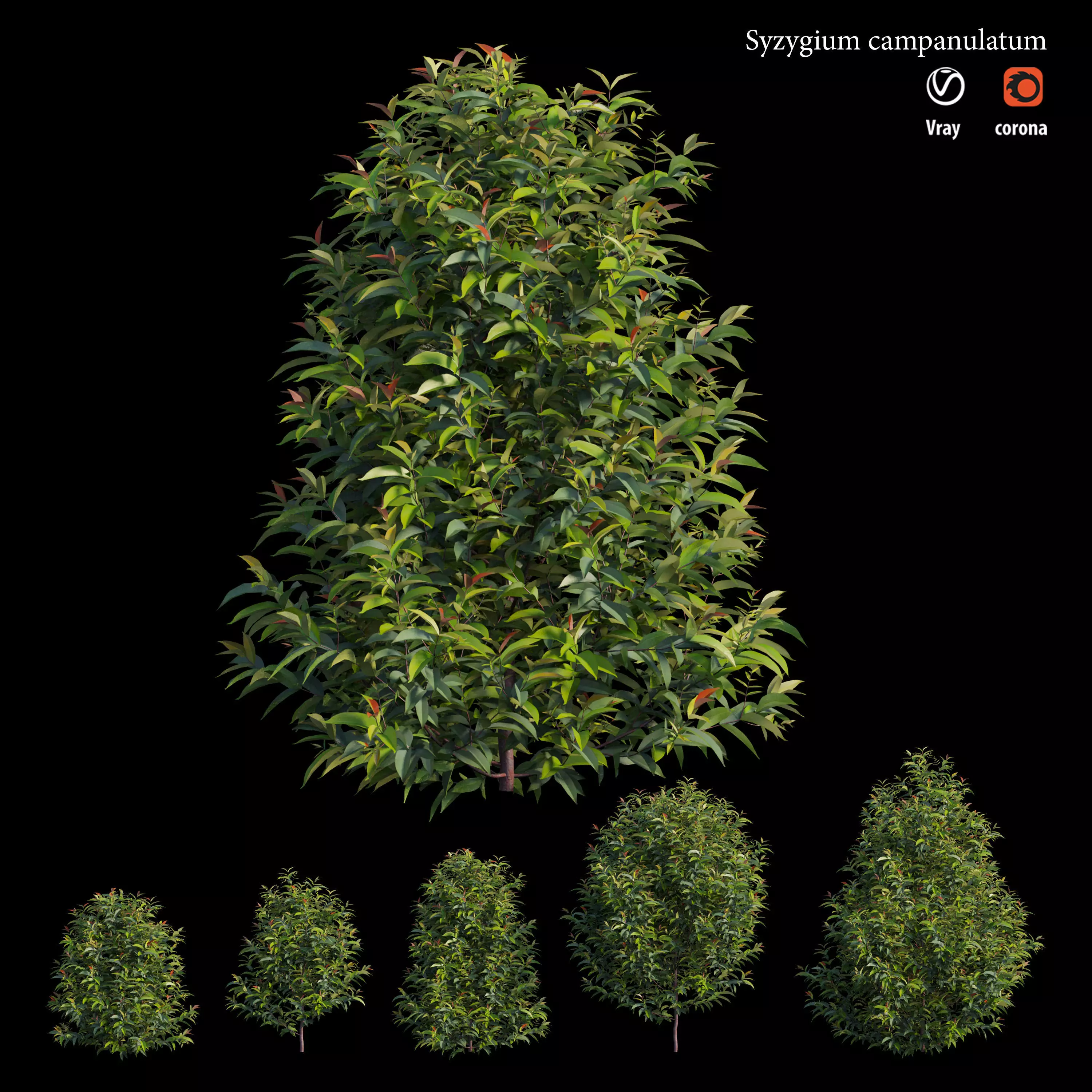 Syzygium campanulatum  3D model_0