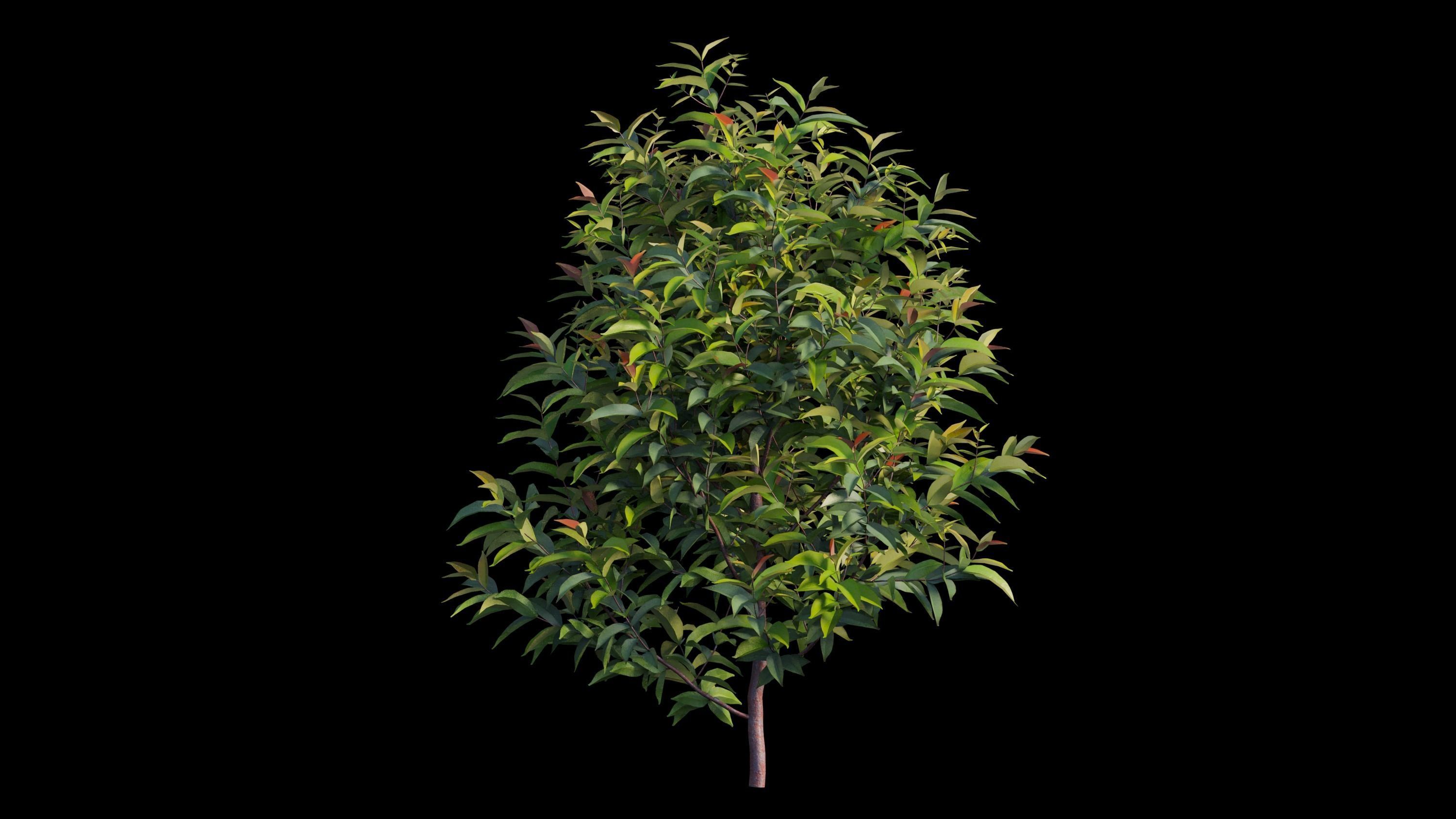 Syzygium campanulatum  3D model_9