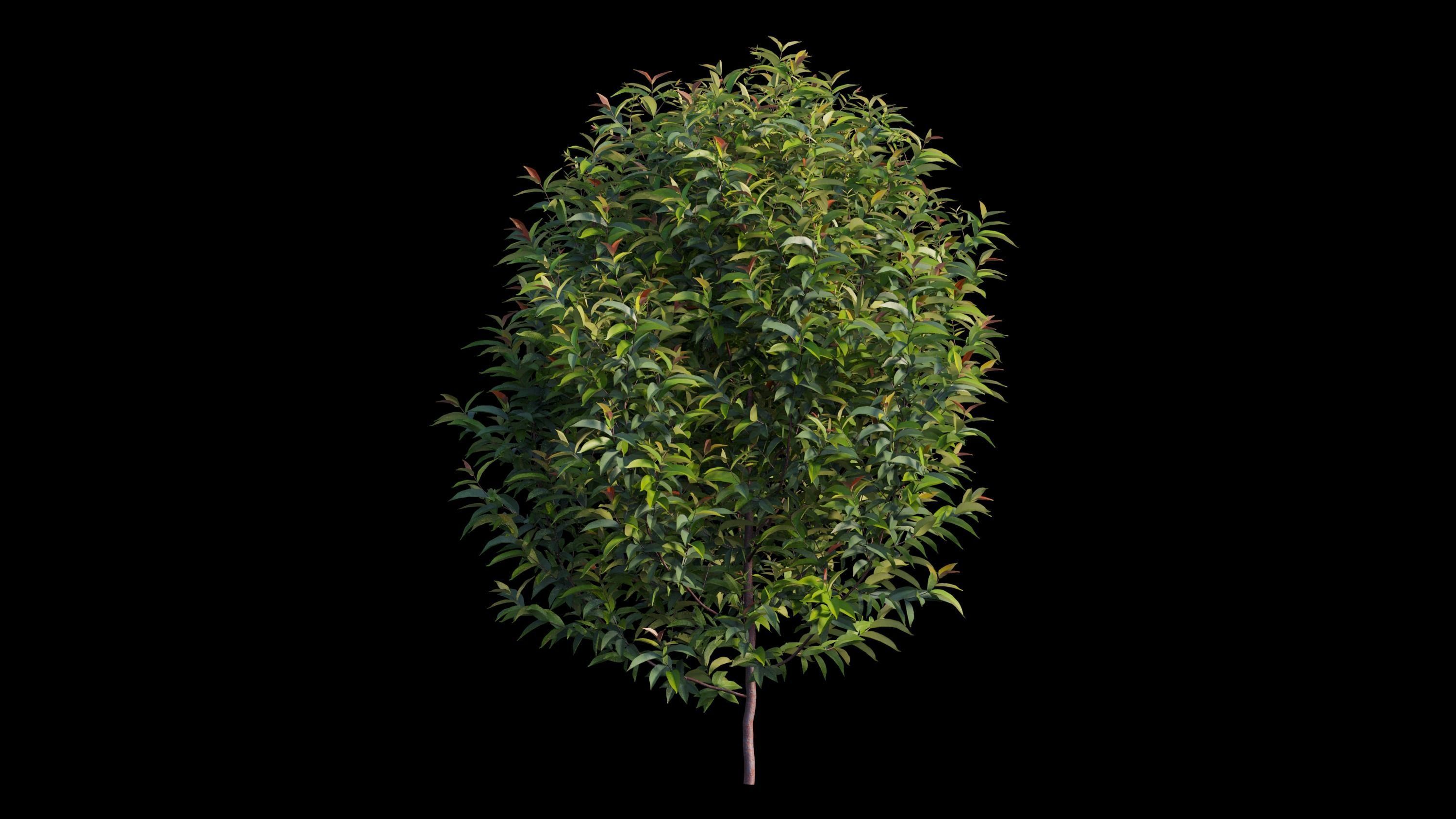 Syzygium campanulatum  3D model_10
