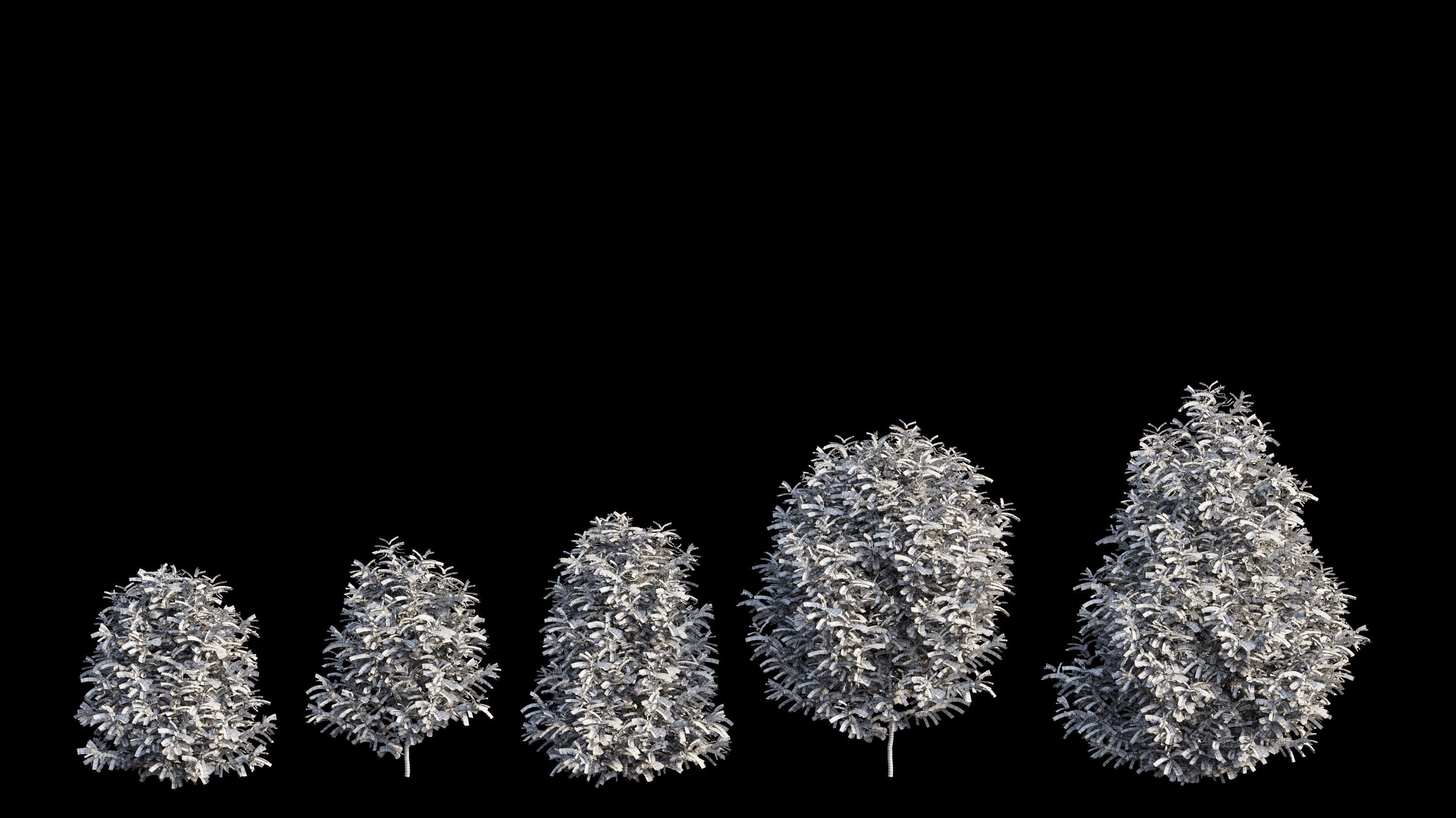 Syzygium campanulatum  3D model_15
