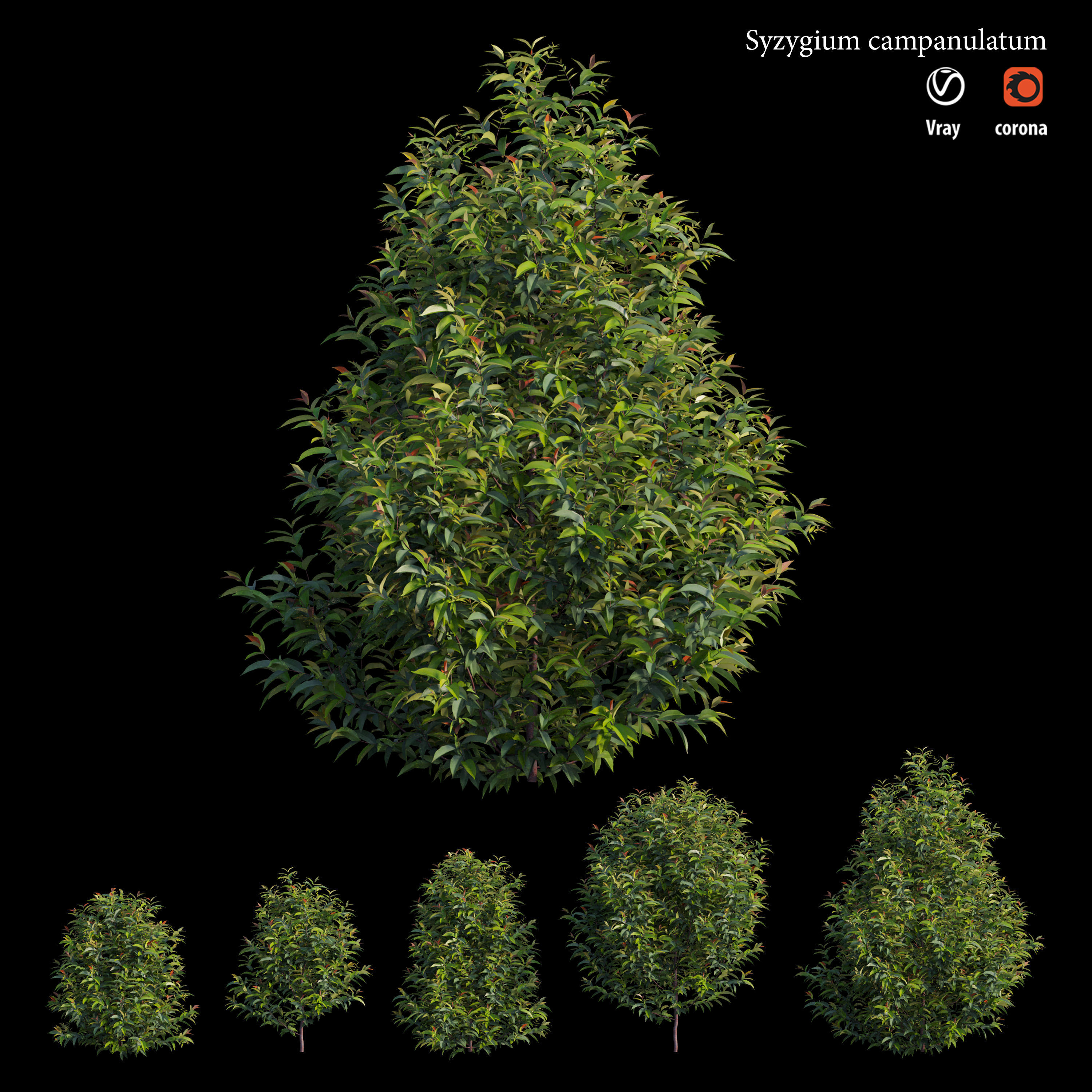 Syzygium campanulatum  3D model_4