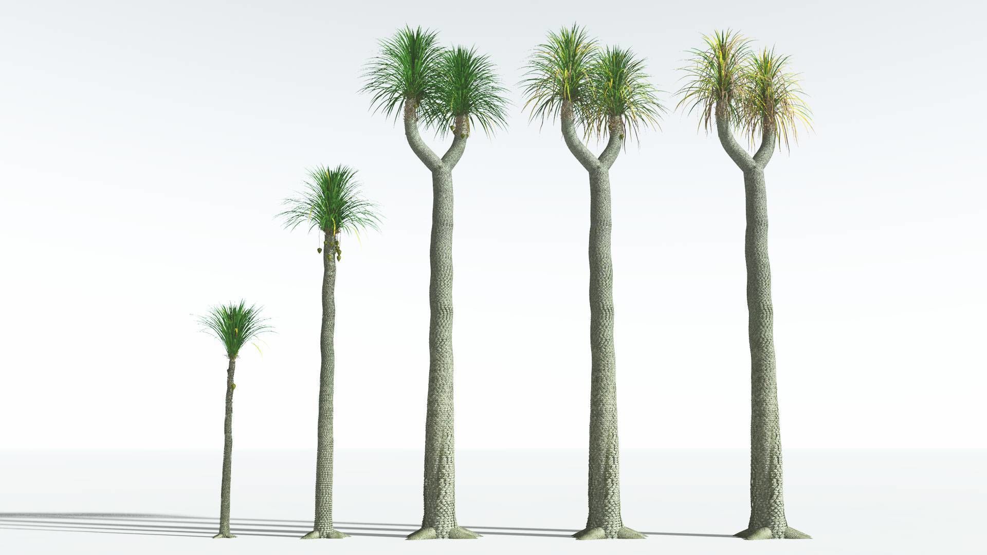 EVERYPlant Compact-Leafed Sigillaria EXT --24 Models--