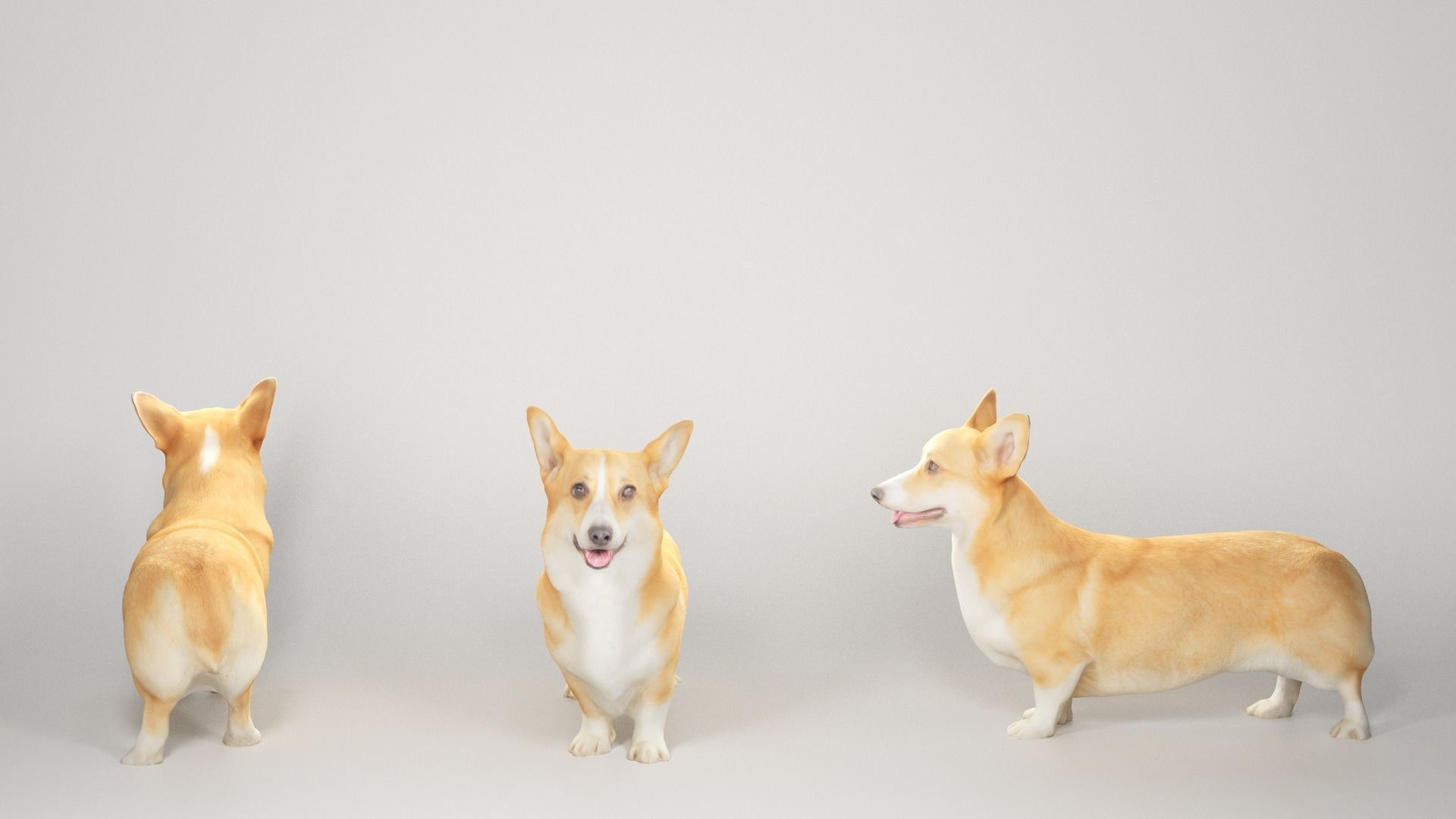 Corgi dog 01 Low-poly 3D model_2